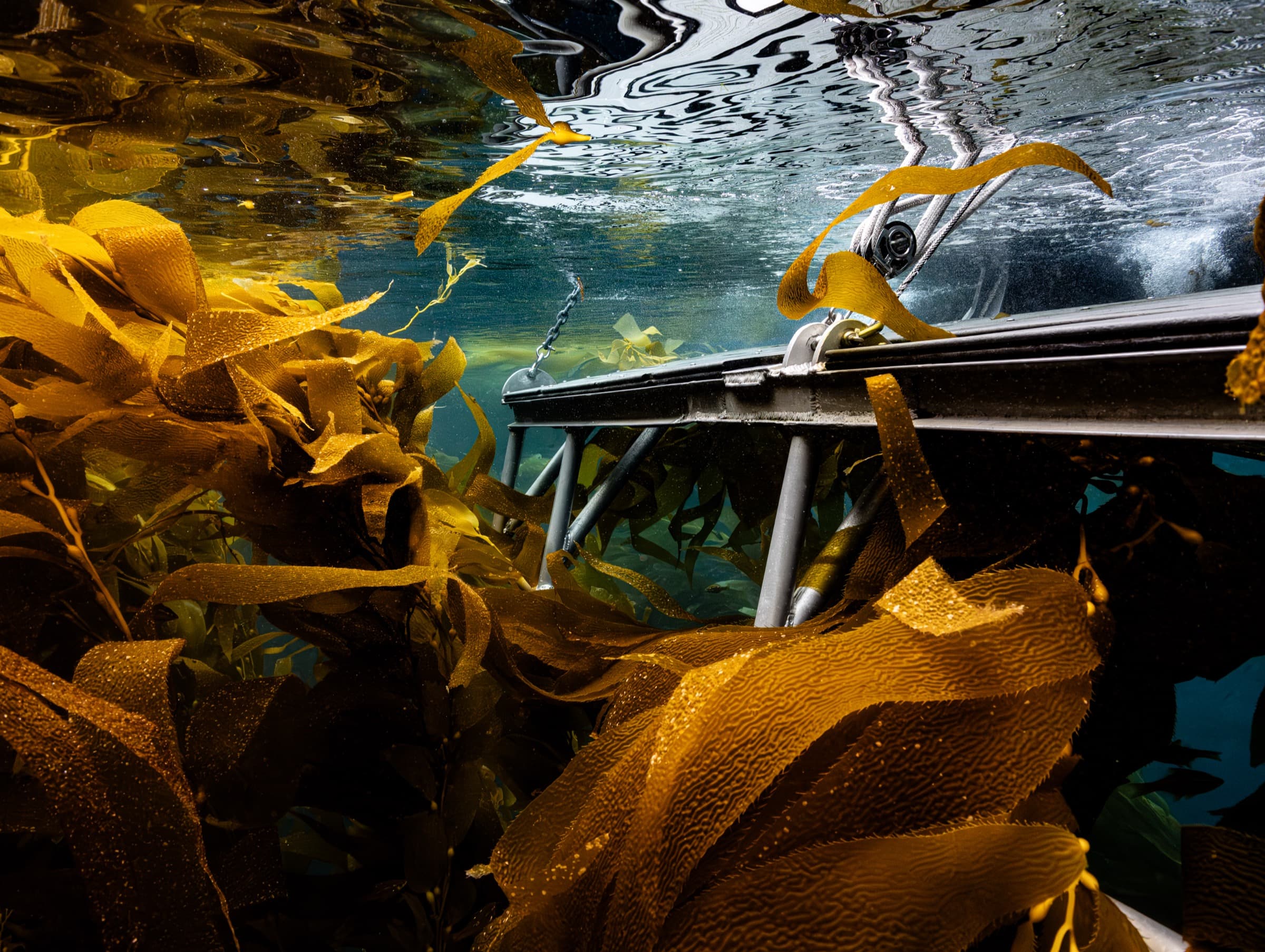 A diver drifting past a dense Channel Islands kelp wall.