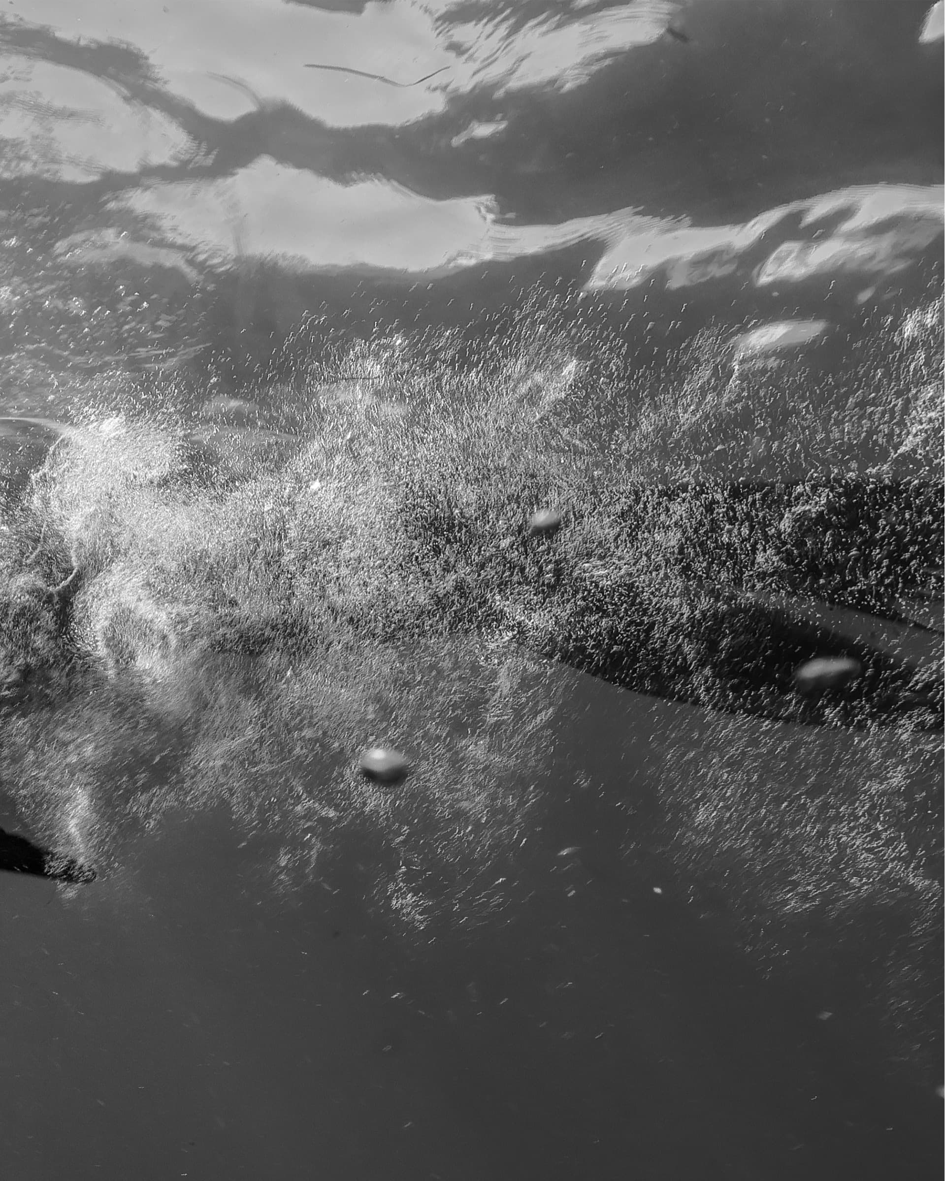 Sea lion surfacing beside a shaft of light in Southern California.