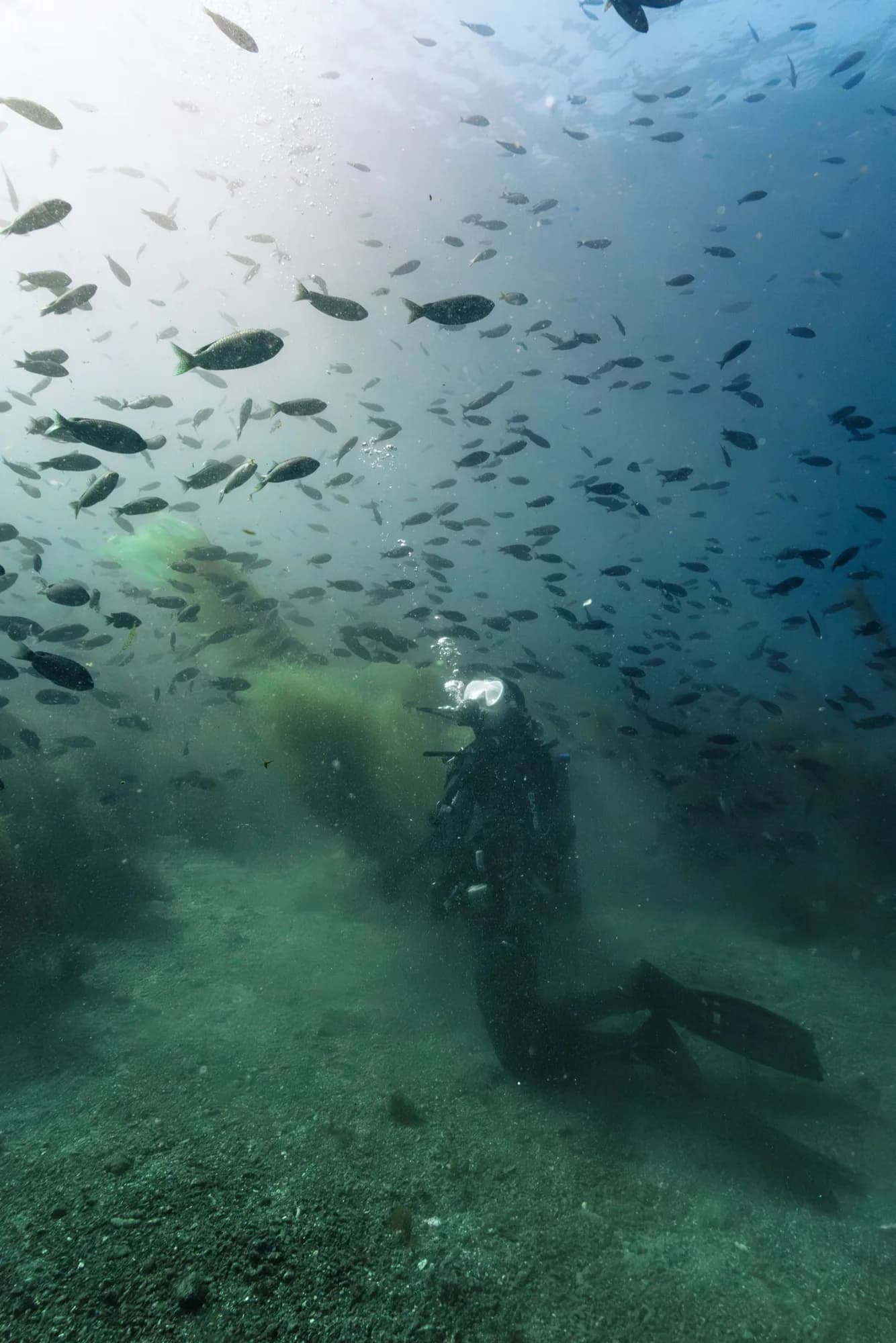 Underwater portrait, at Catalina, (February 2026)