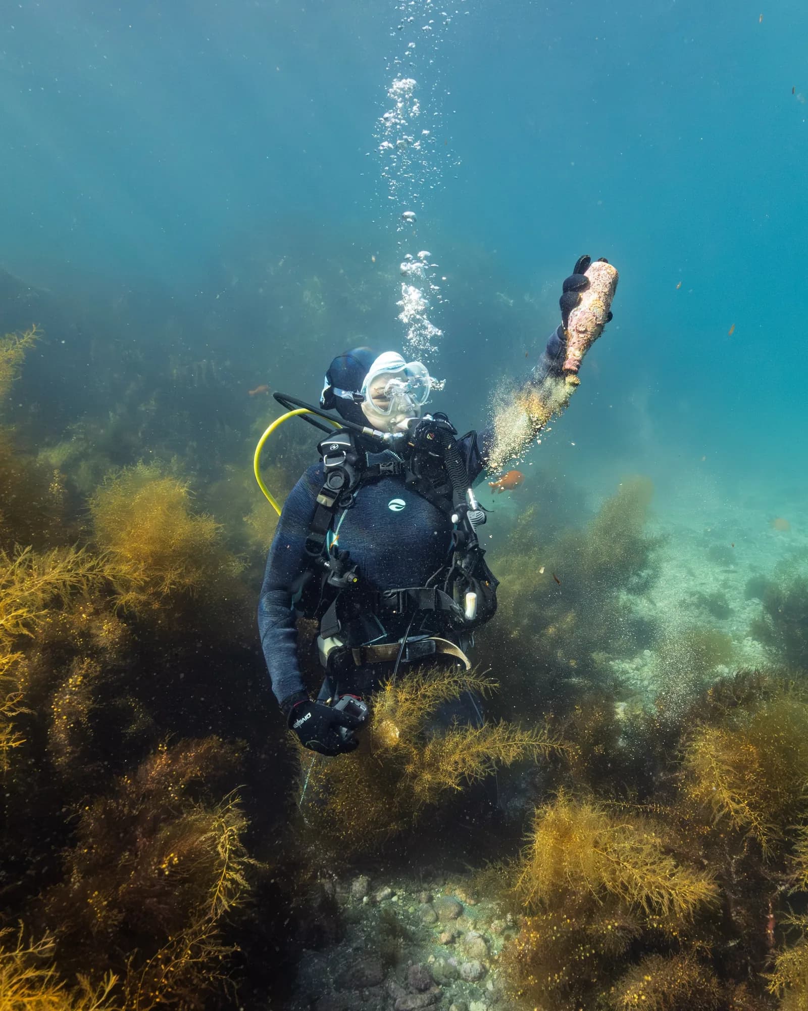 Underwater photography, at Catalina, (February 2026)