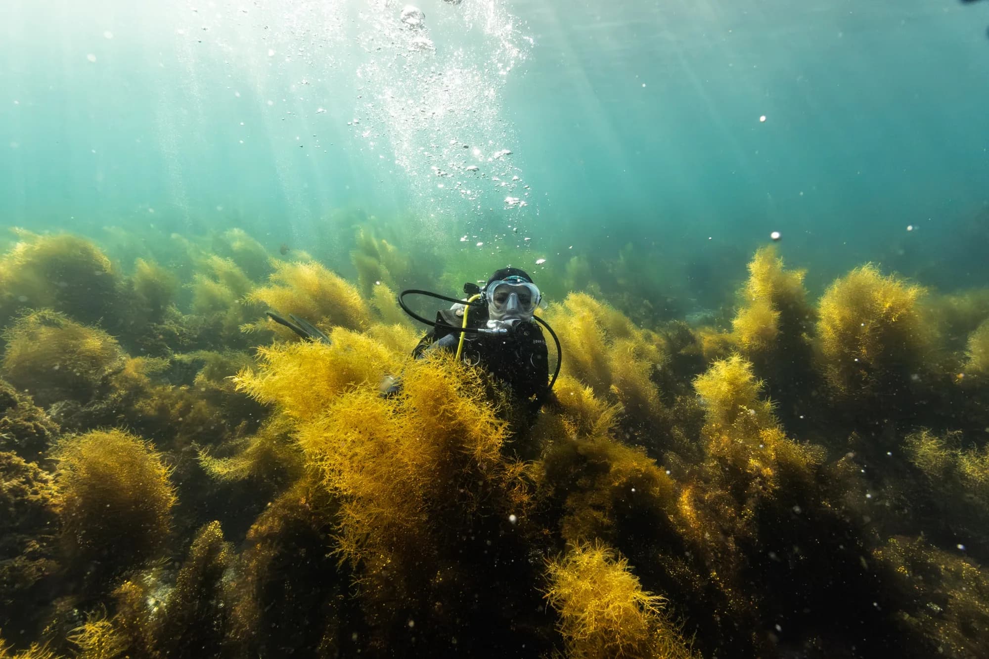 Underwater photography, at Catalina, (February 2026)