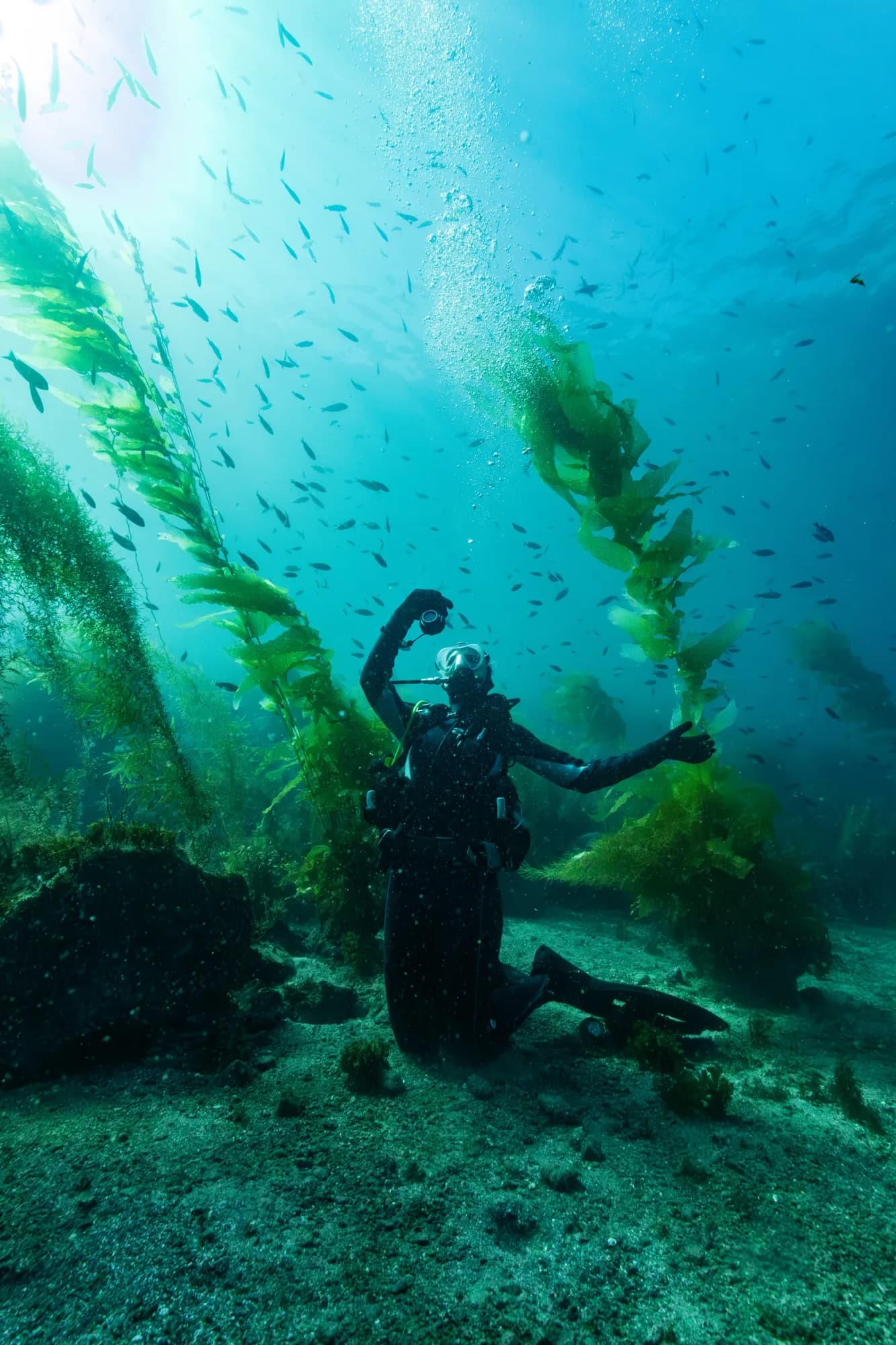 Underwater portrait, at Catalina, (February 2026)
