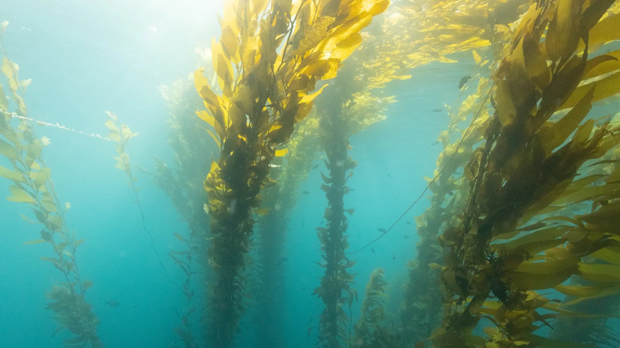 Underwater photography, at Channel Islands, (January 2026)