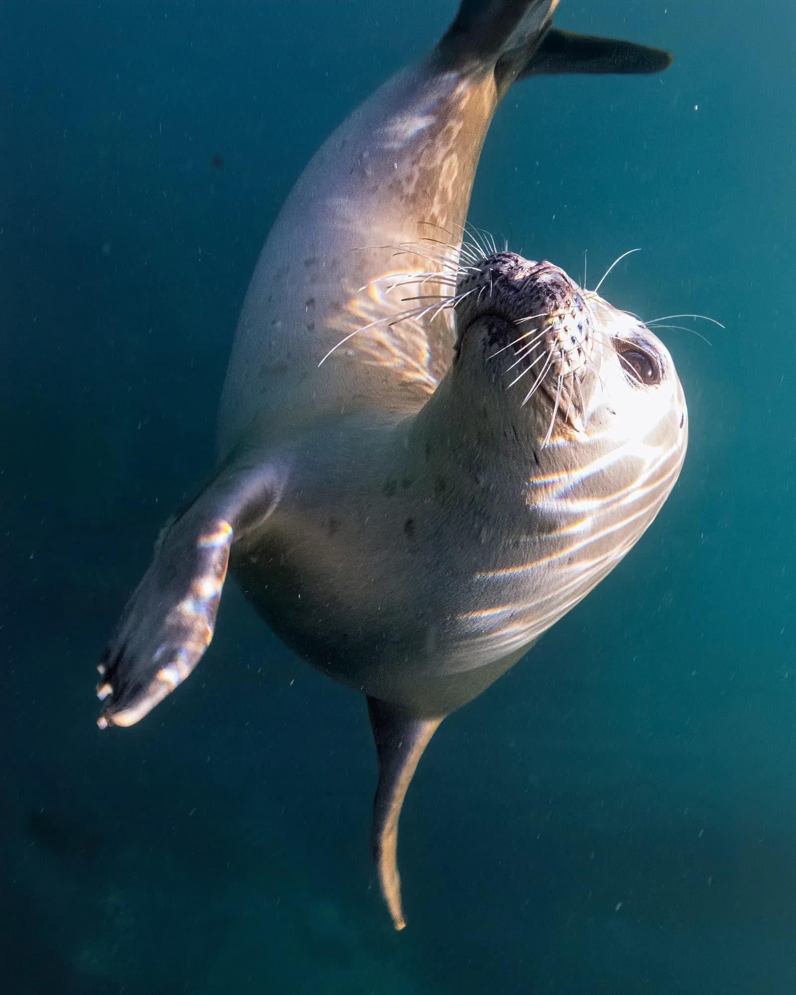 Underwater photography, at Channel Islands, (January 2026)