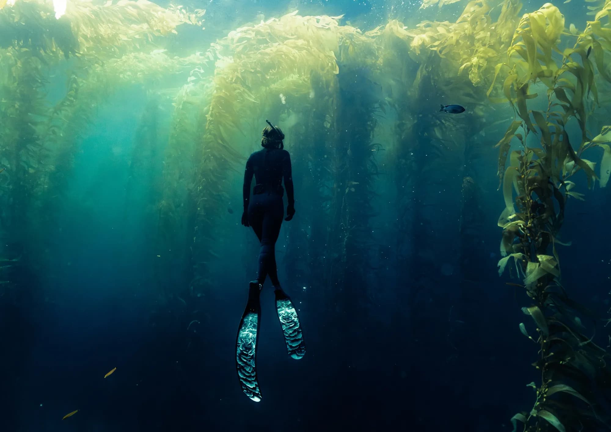 Underwater photography, at Channel Islands, (December 2025)