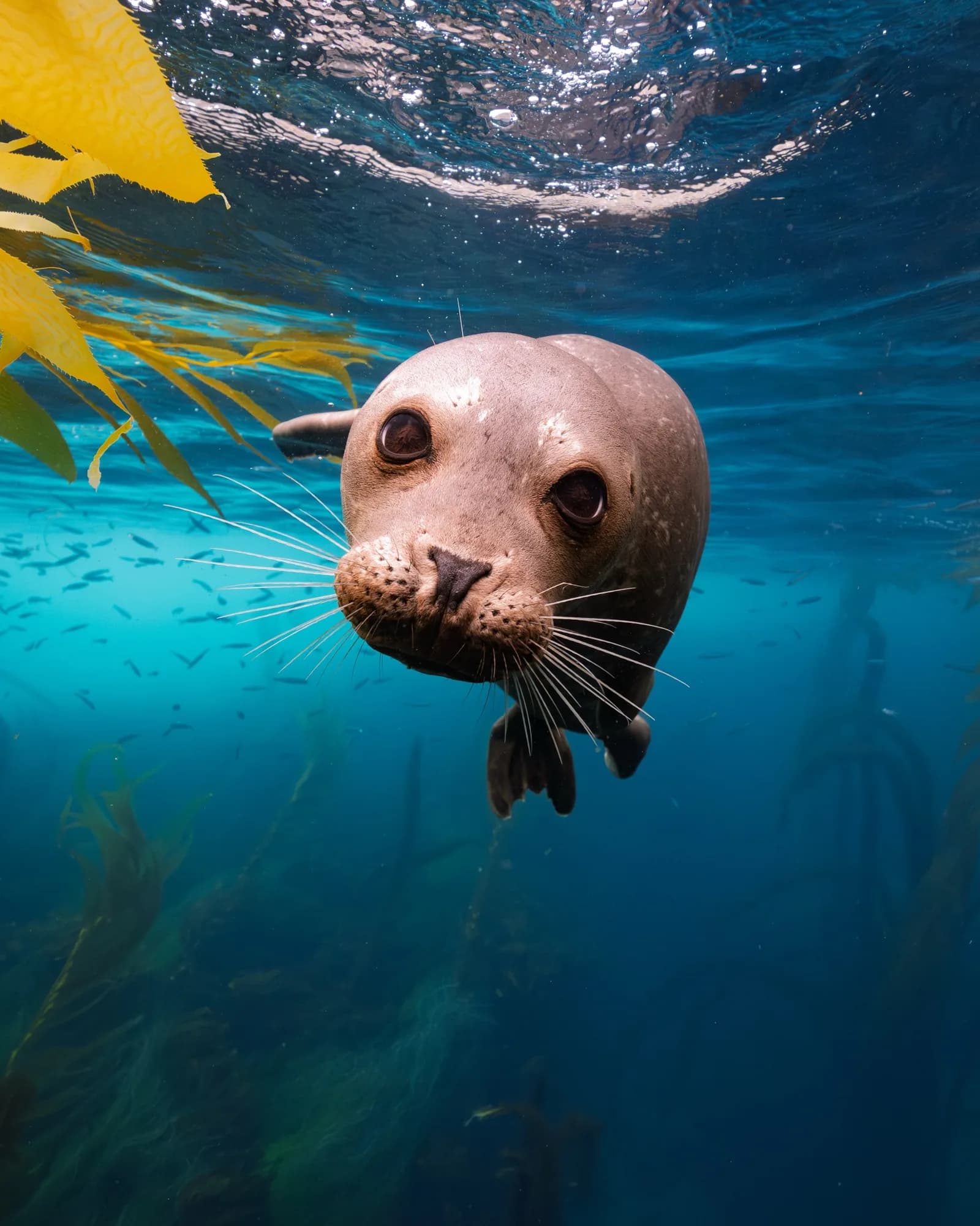 Underwater photography, at Channel Islands, (December 2025)