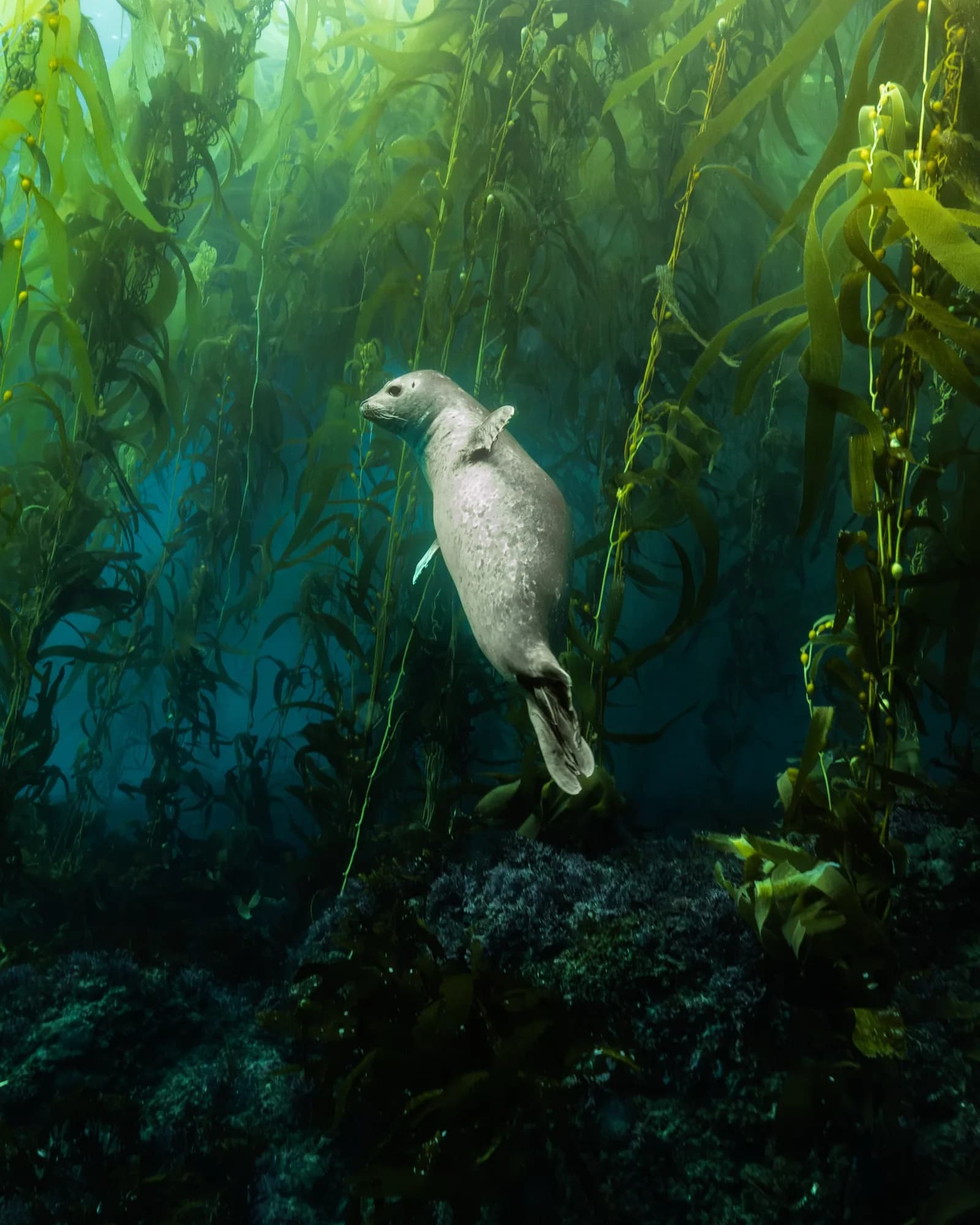 Underwater photography, at Channel Islands, (January 2026)
