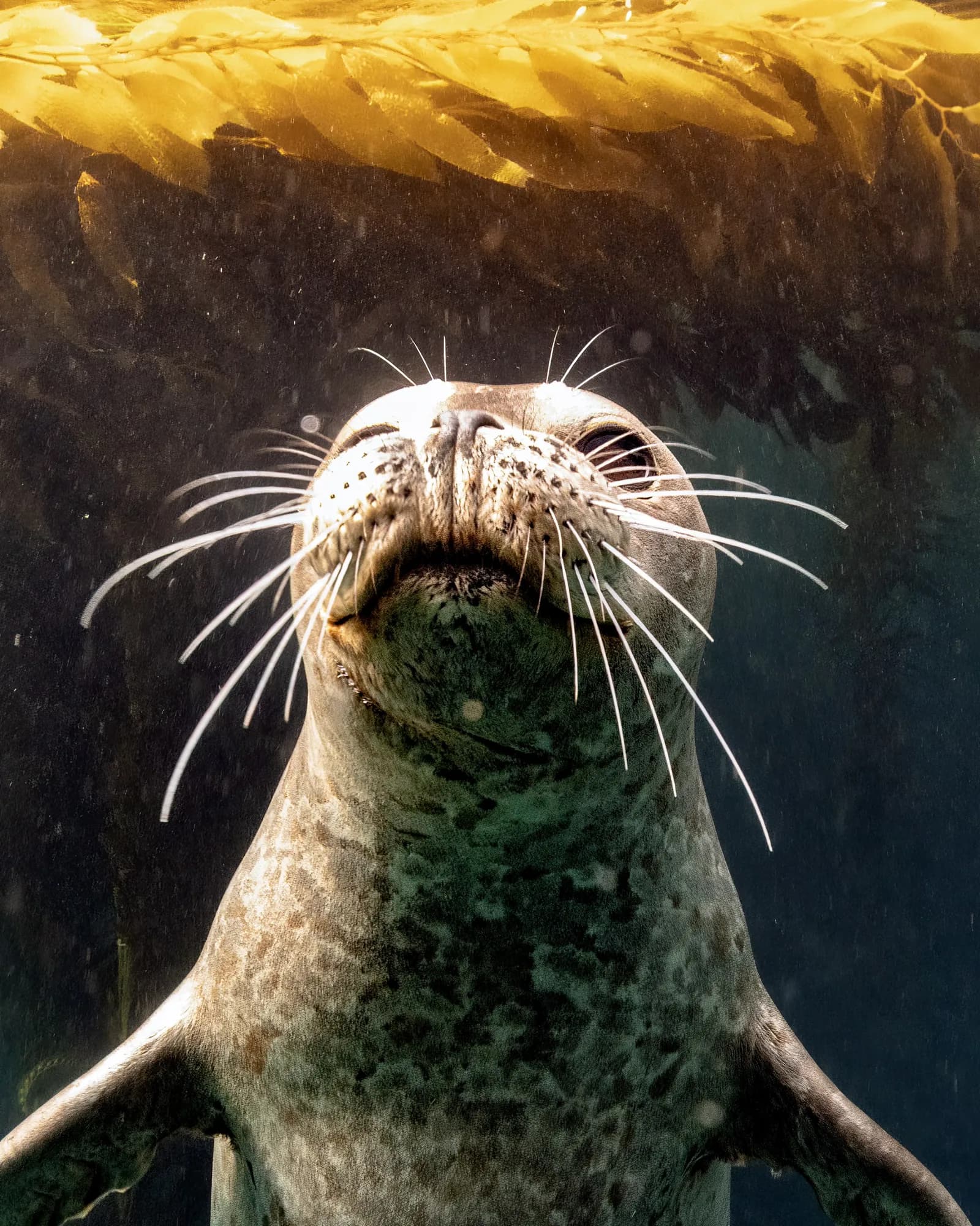 Underwater photography, at Channel Islands, (January 2026)