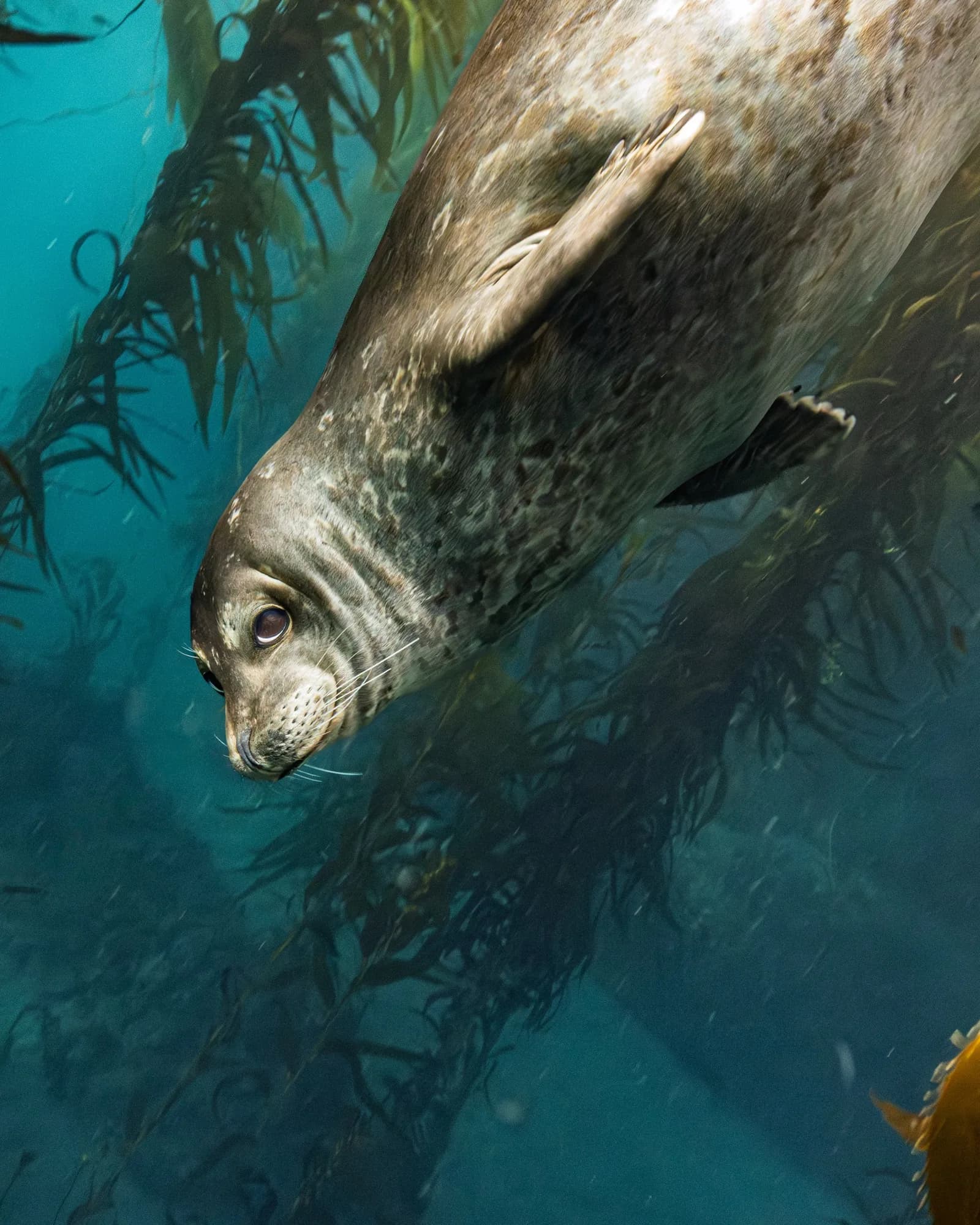 Underwater photography, at Channel Islands, (January 2026)