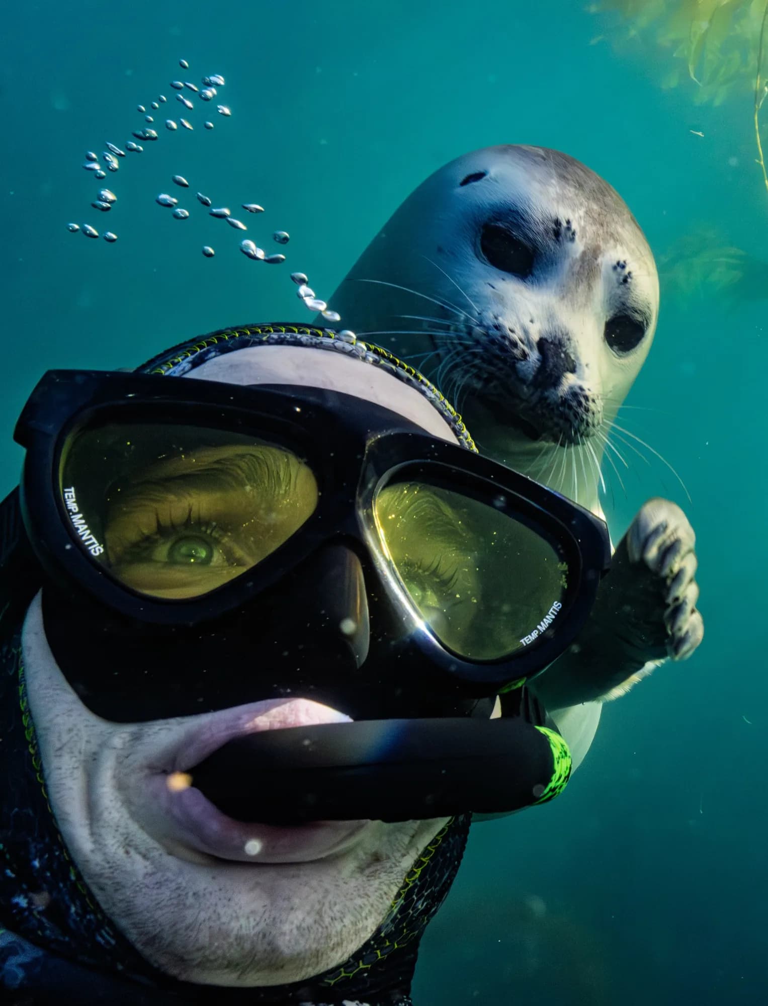 Underwater photography, at Channel Islands, (January 2026)