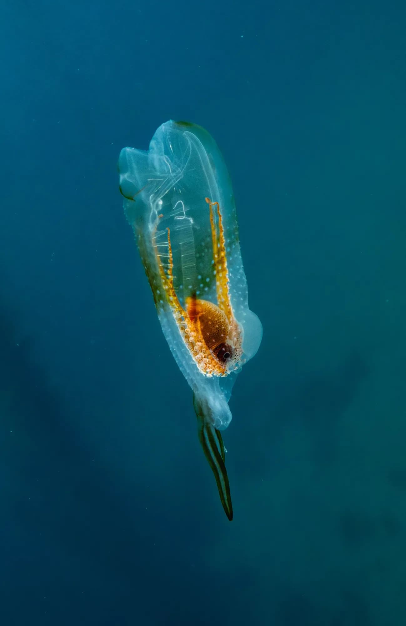 Underwater portrait, at Channel Islands, (December 2025)
