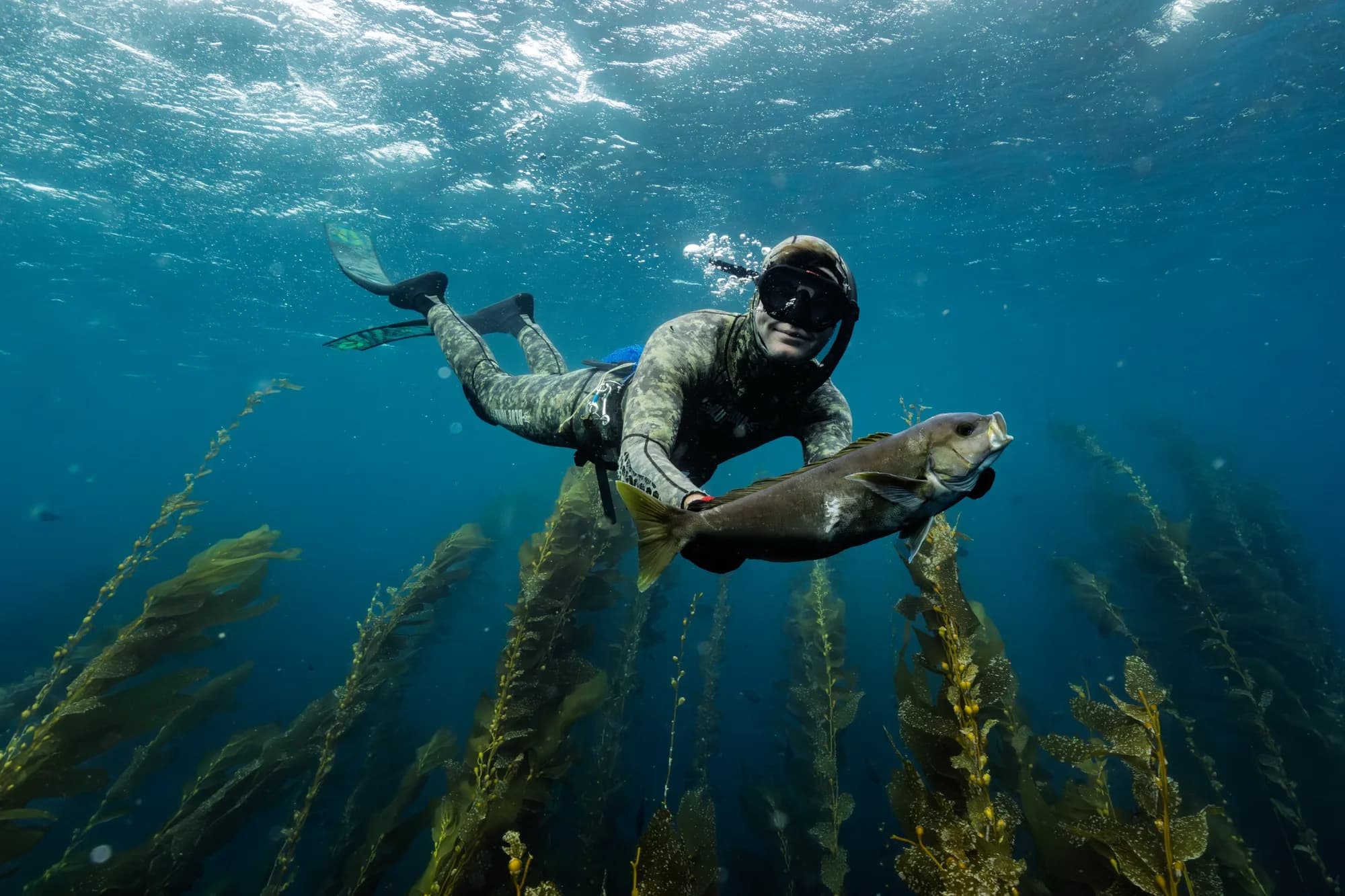 Underwater photography, at Channel Islands, (January 2026)