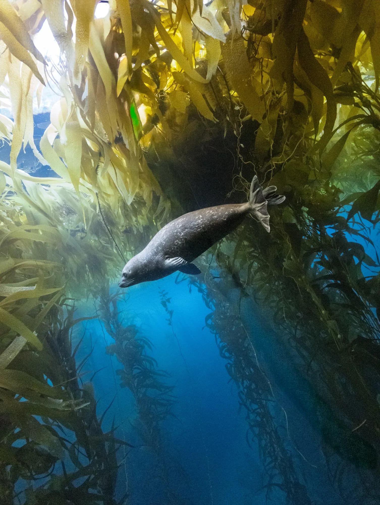 Underwater photography, at Channel Islands, (December 2025)