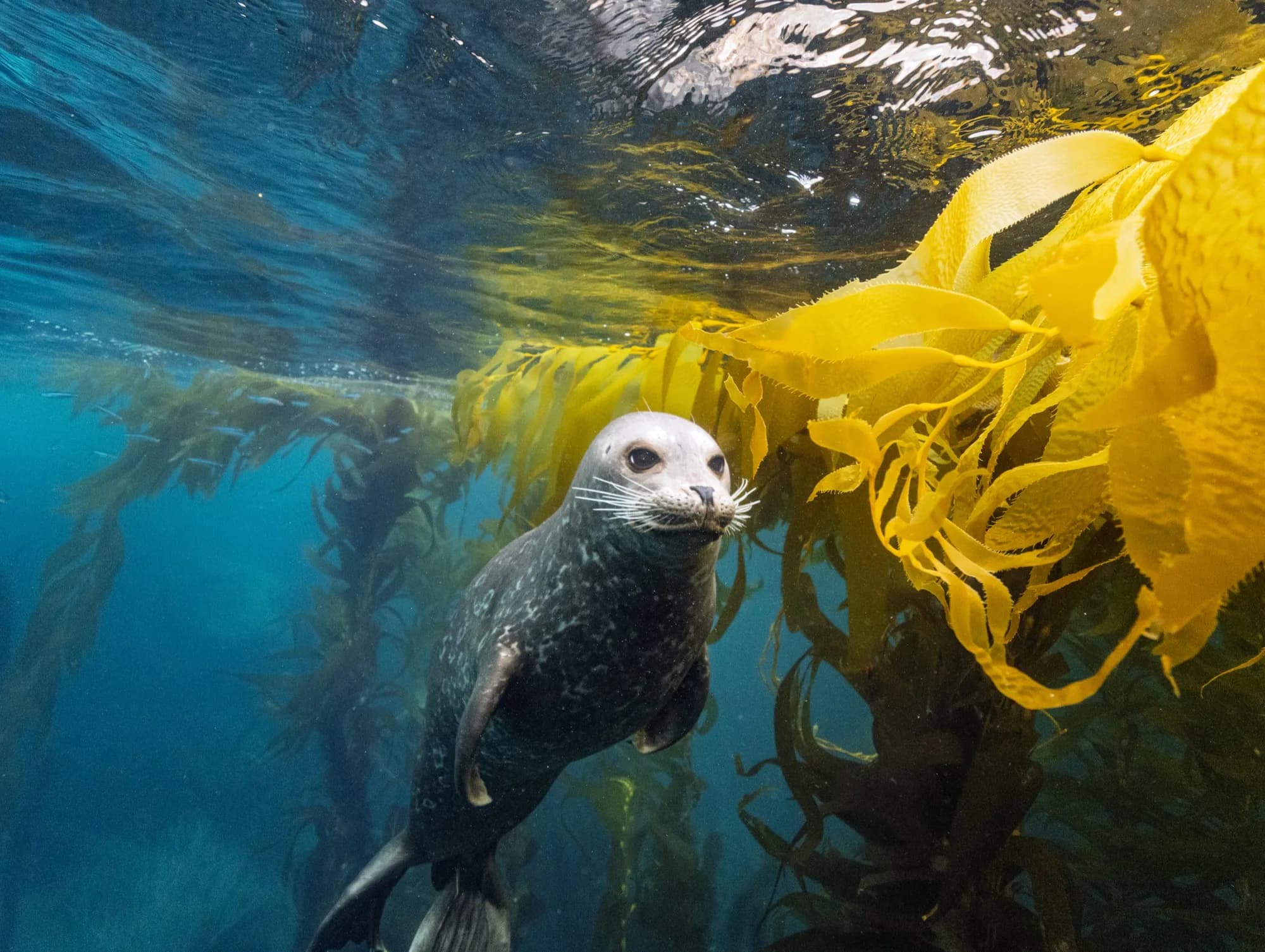 Underwater photography, at Channel Islands, (December 2025)