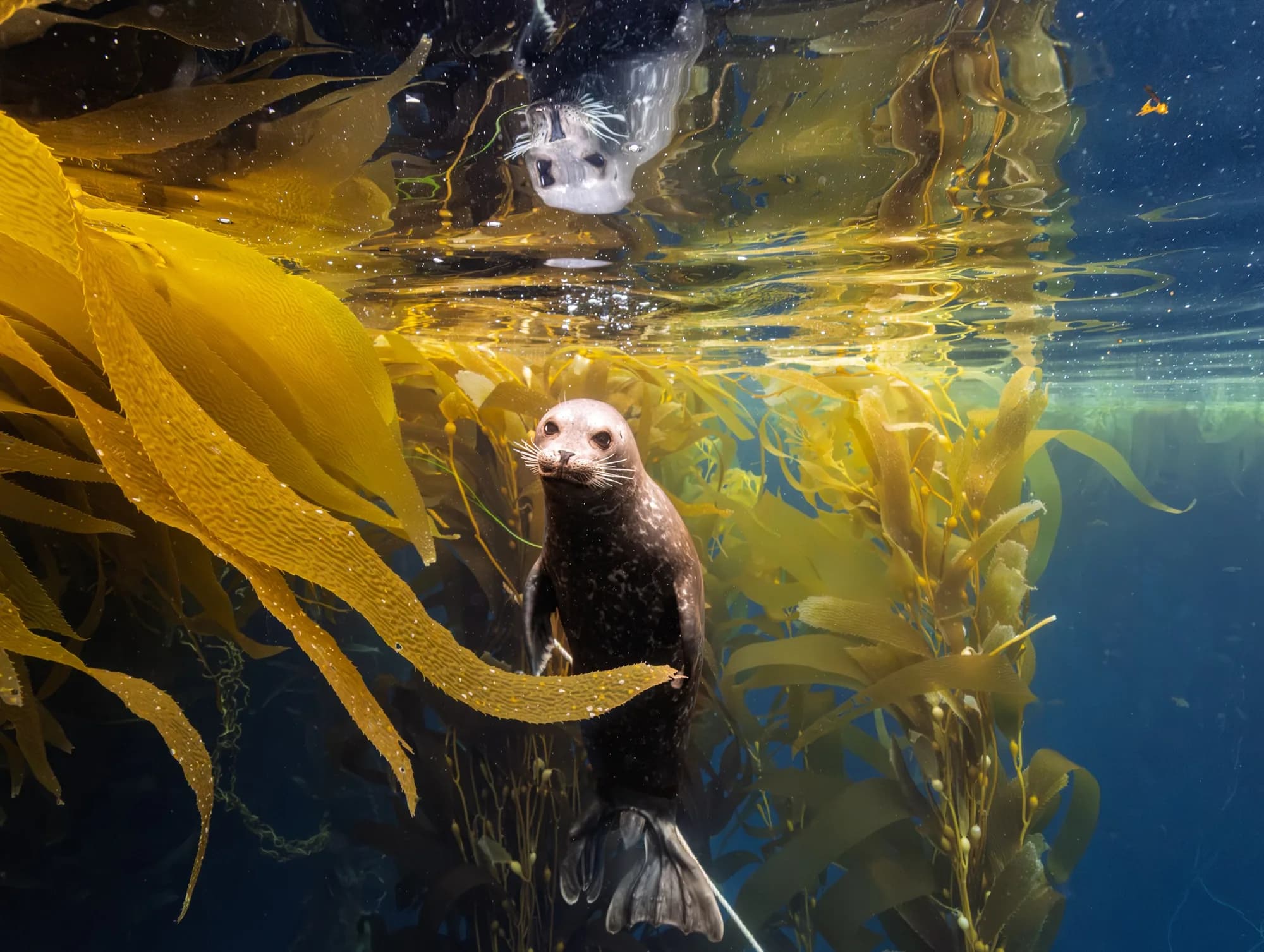 Underwater photography, at Channel Islands, (December 2025)