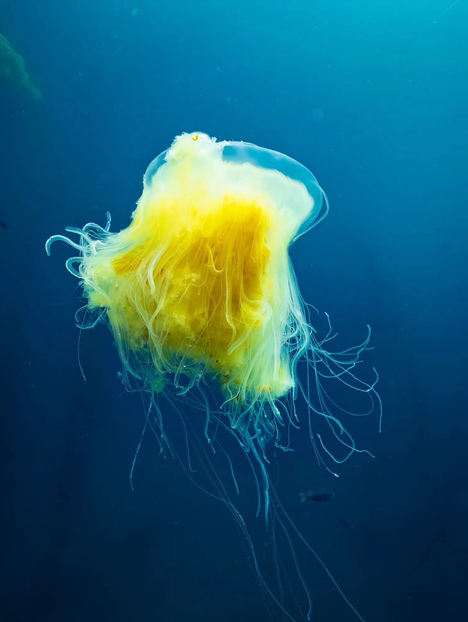 Underwater photography, at Channel Islands, (December 2025)