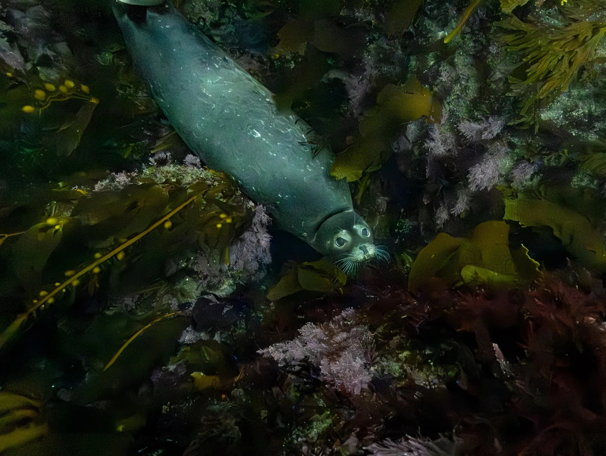 Underwater photography, at Channel Islands, (December 2025)
