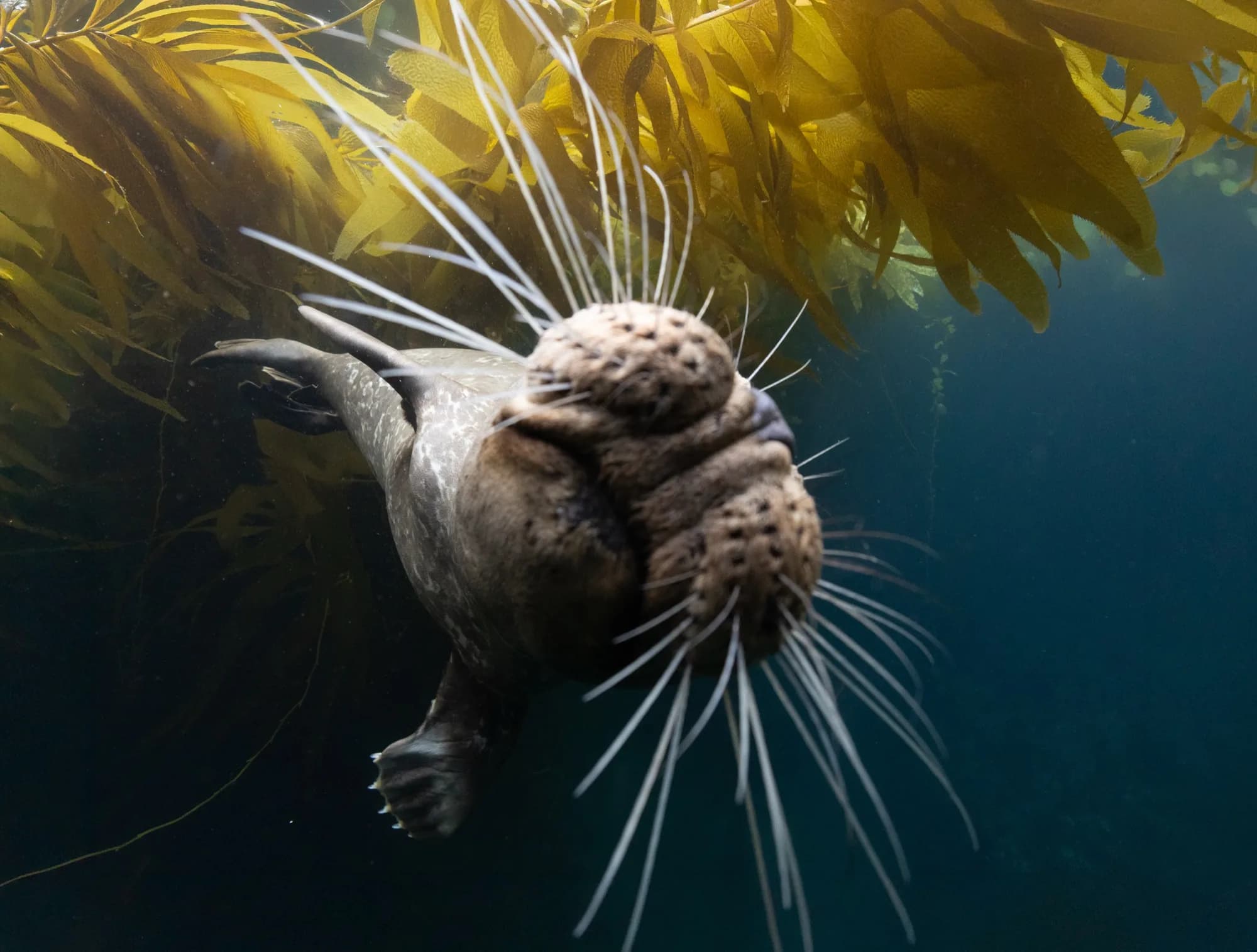 Underwater photography, at Channel Islands, (December 2025)
