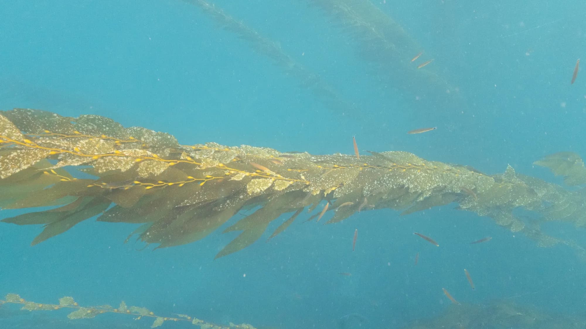 Underwater photography, at Channel Islands, (January 2026)