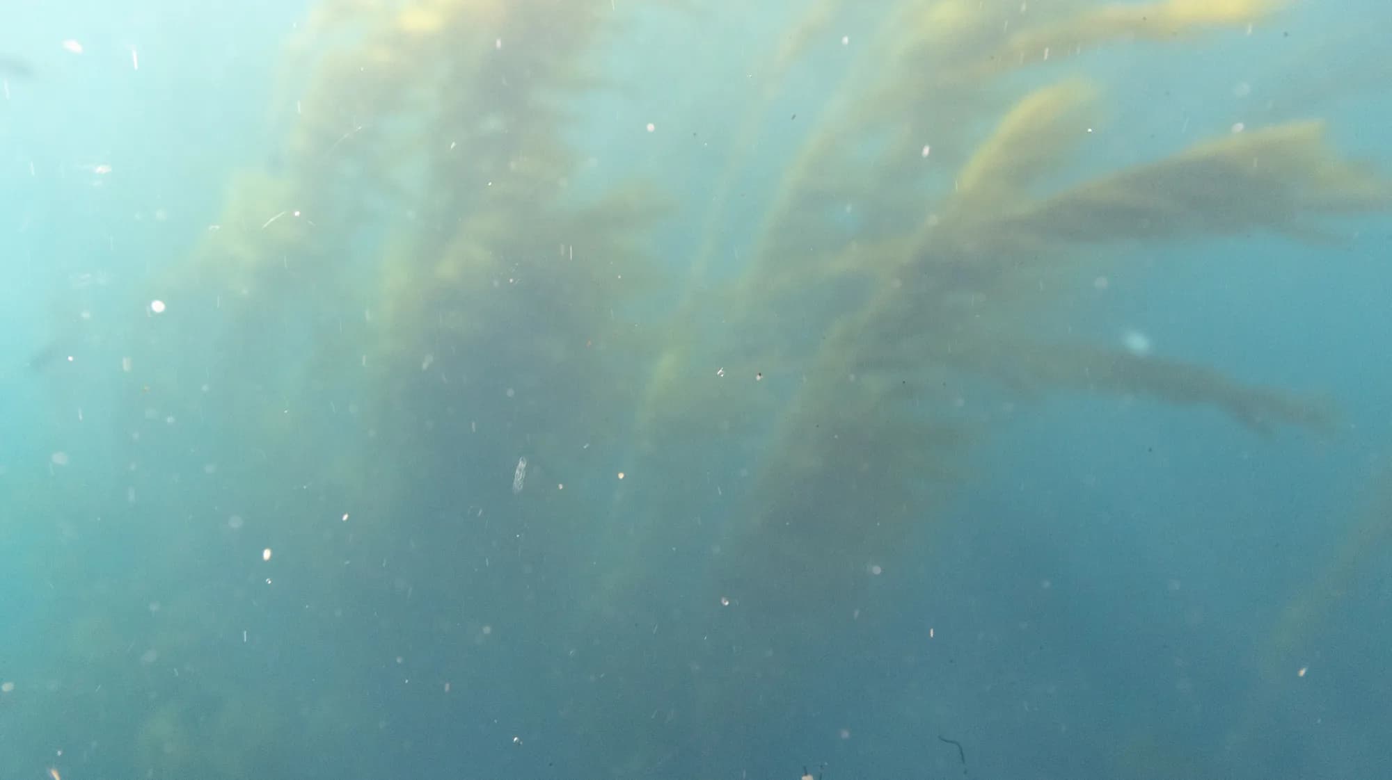 Underwater photography, at Channel Islands, (January 2026)