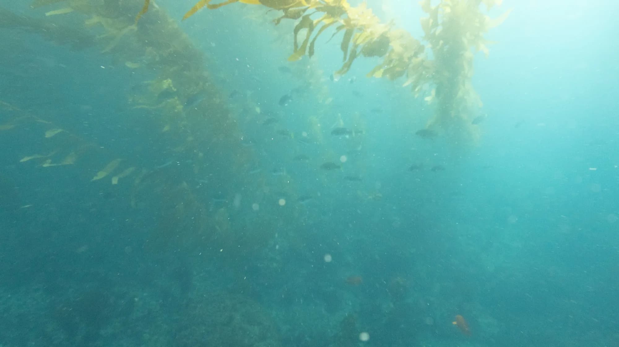 Underwater photography, at Channel Islands, (January 2026)
