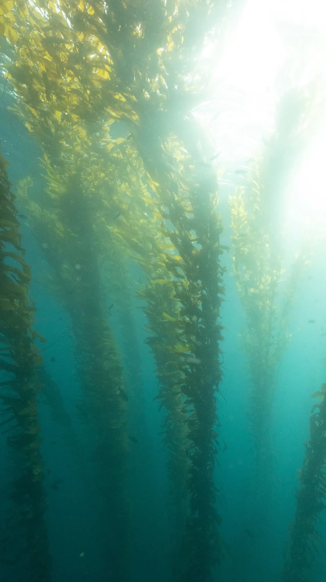 Underwater portrait, at Channel Islands, (January 2026)