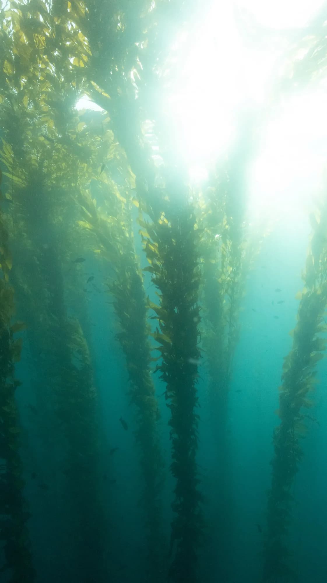 Underwater portrait, at Channel Islands, (January 2026)