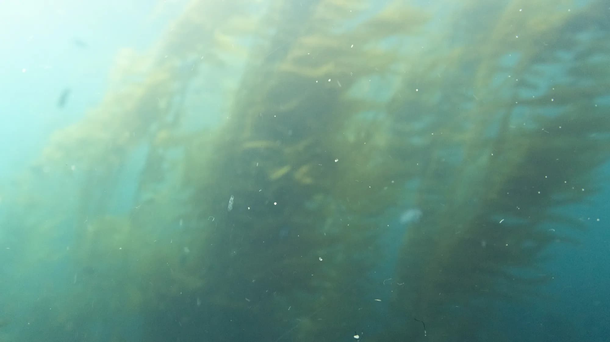 Underwater photography, at Channel Islands, (January 2026)