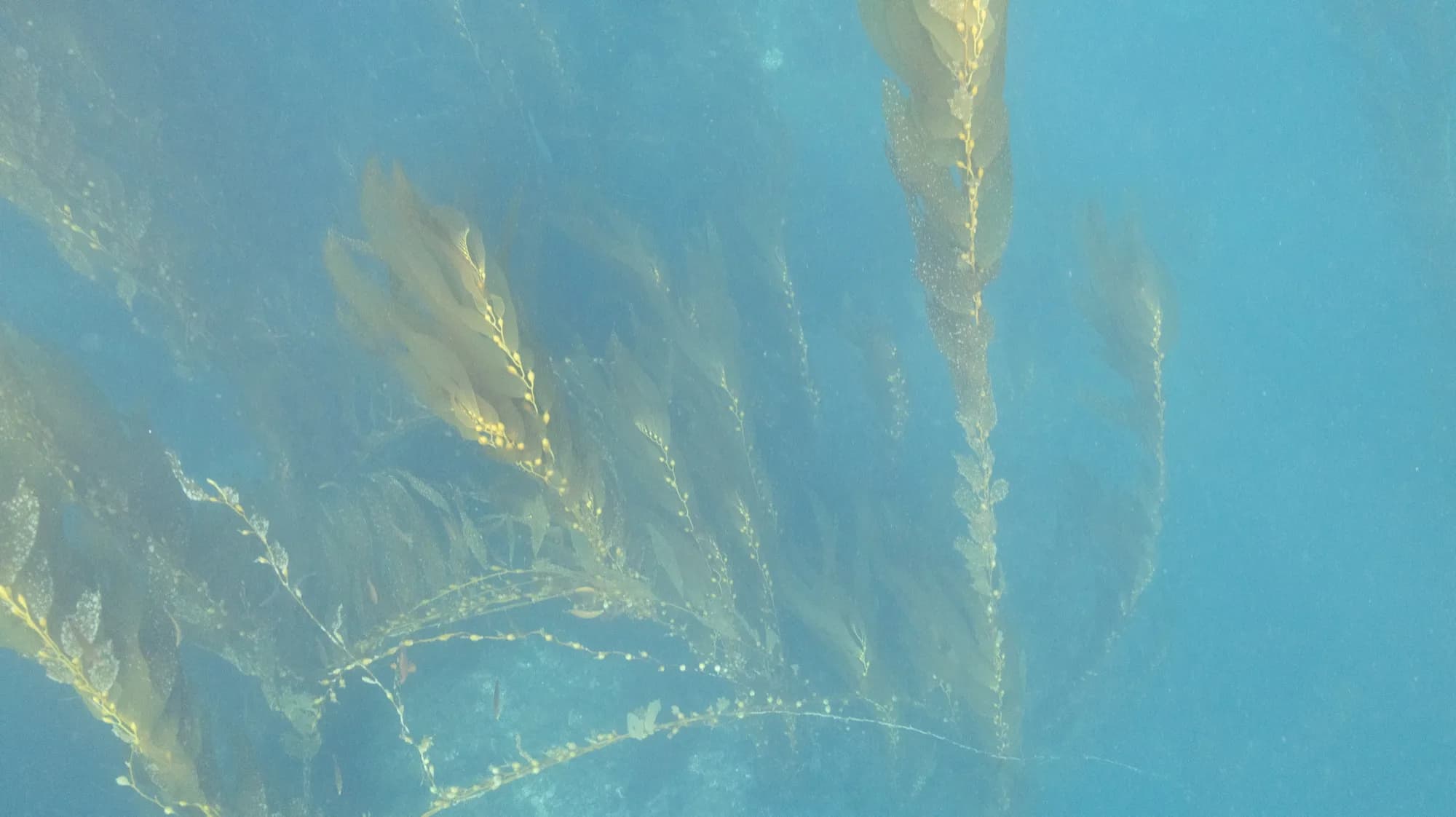 Underwater photography, at Channel Islands, (January 2026)