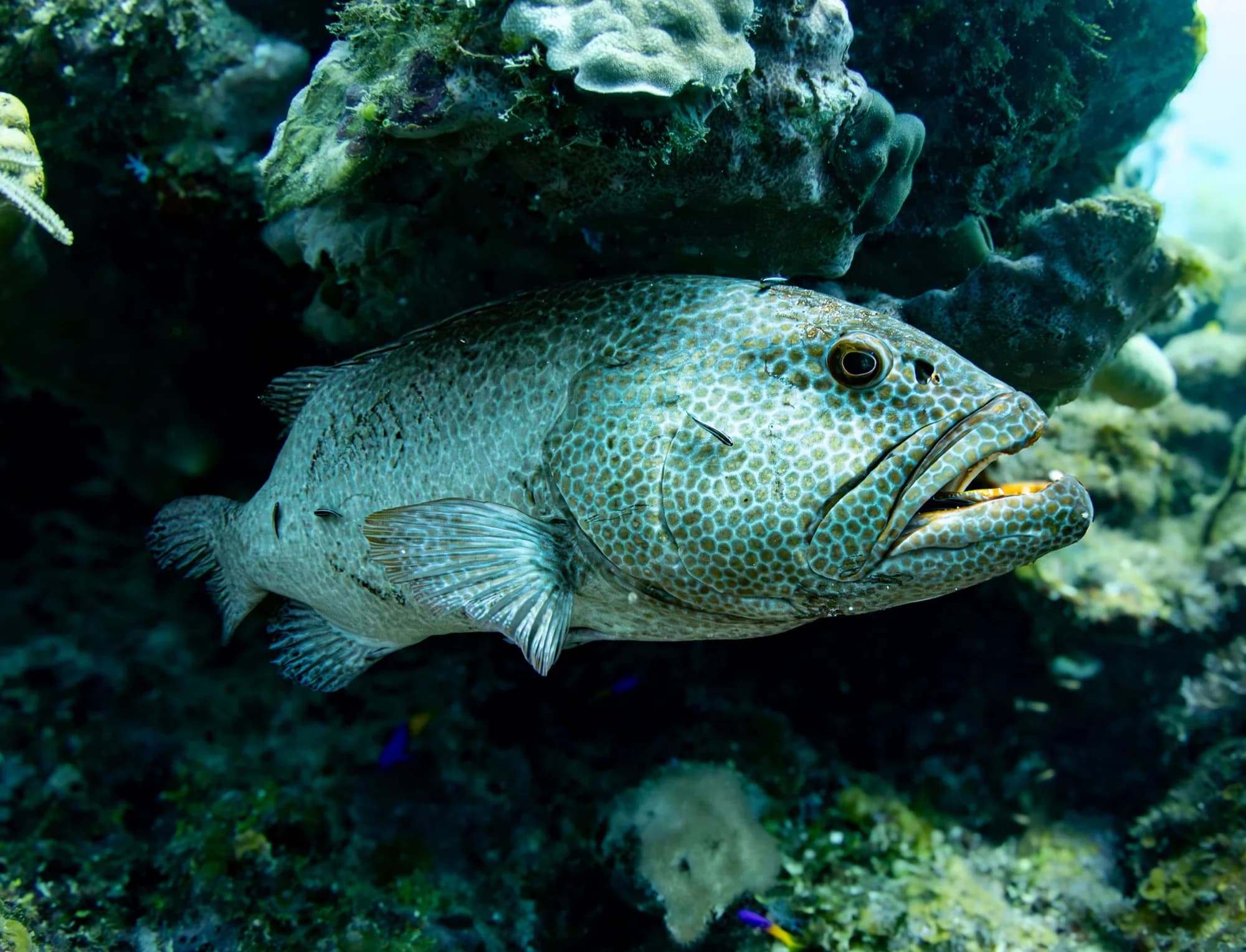 Underwater photography, at Honduras, (December 2025)
