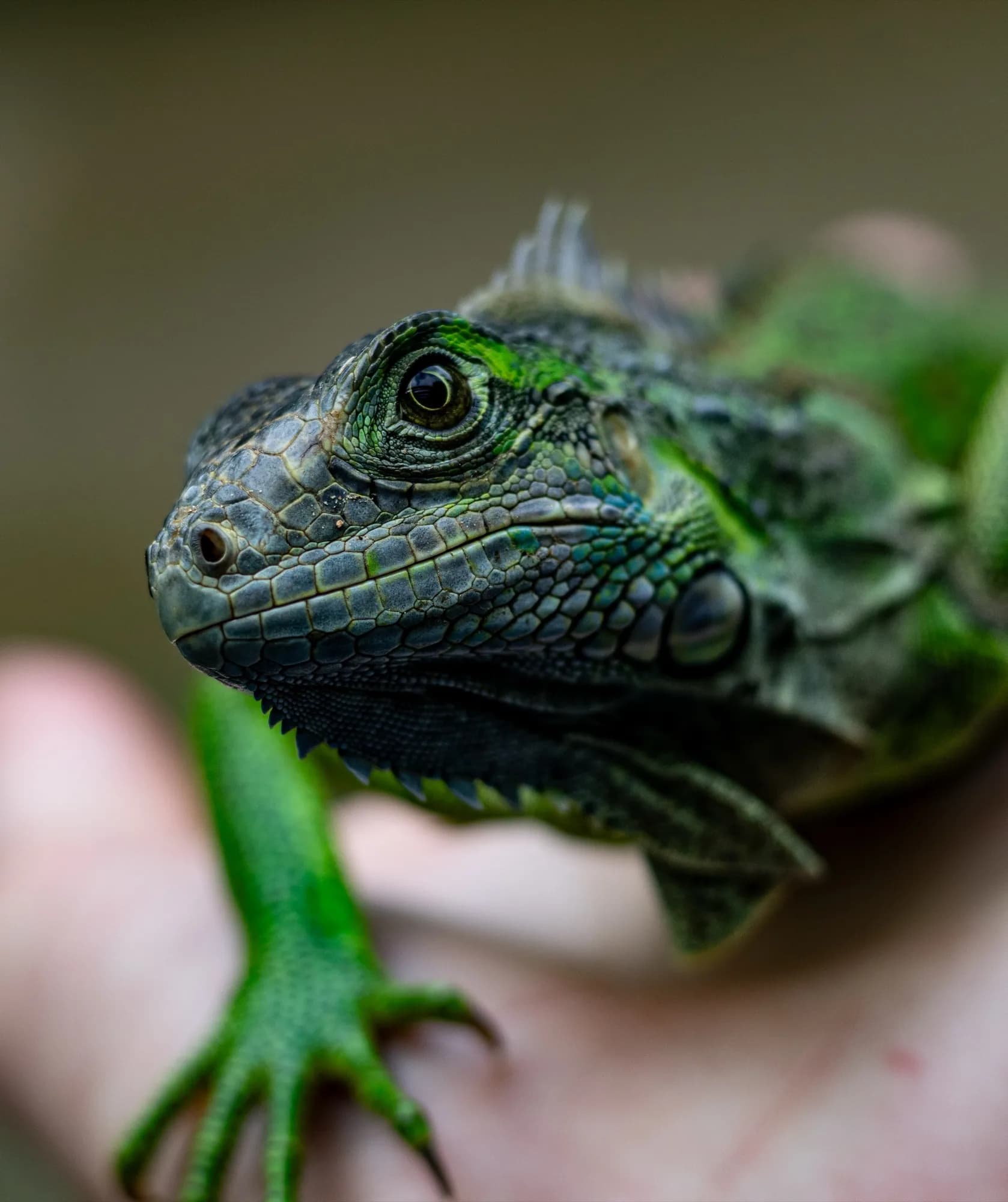 Underwater photography, at Honduras, (December 2025)