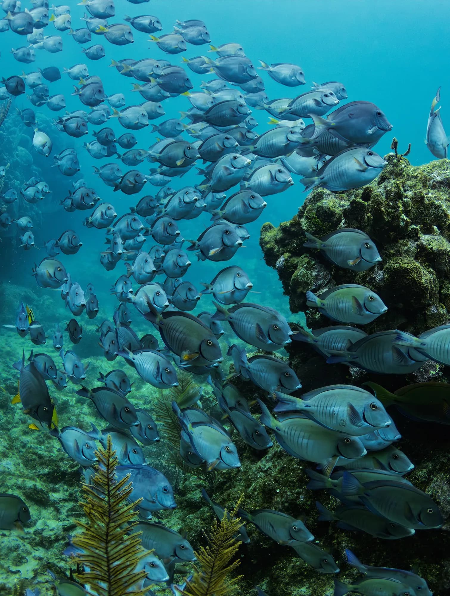 Underwater photography, at Honduras, (December 2025)