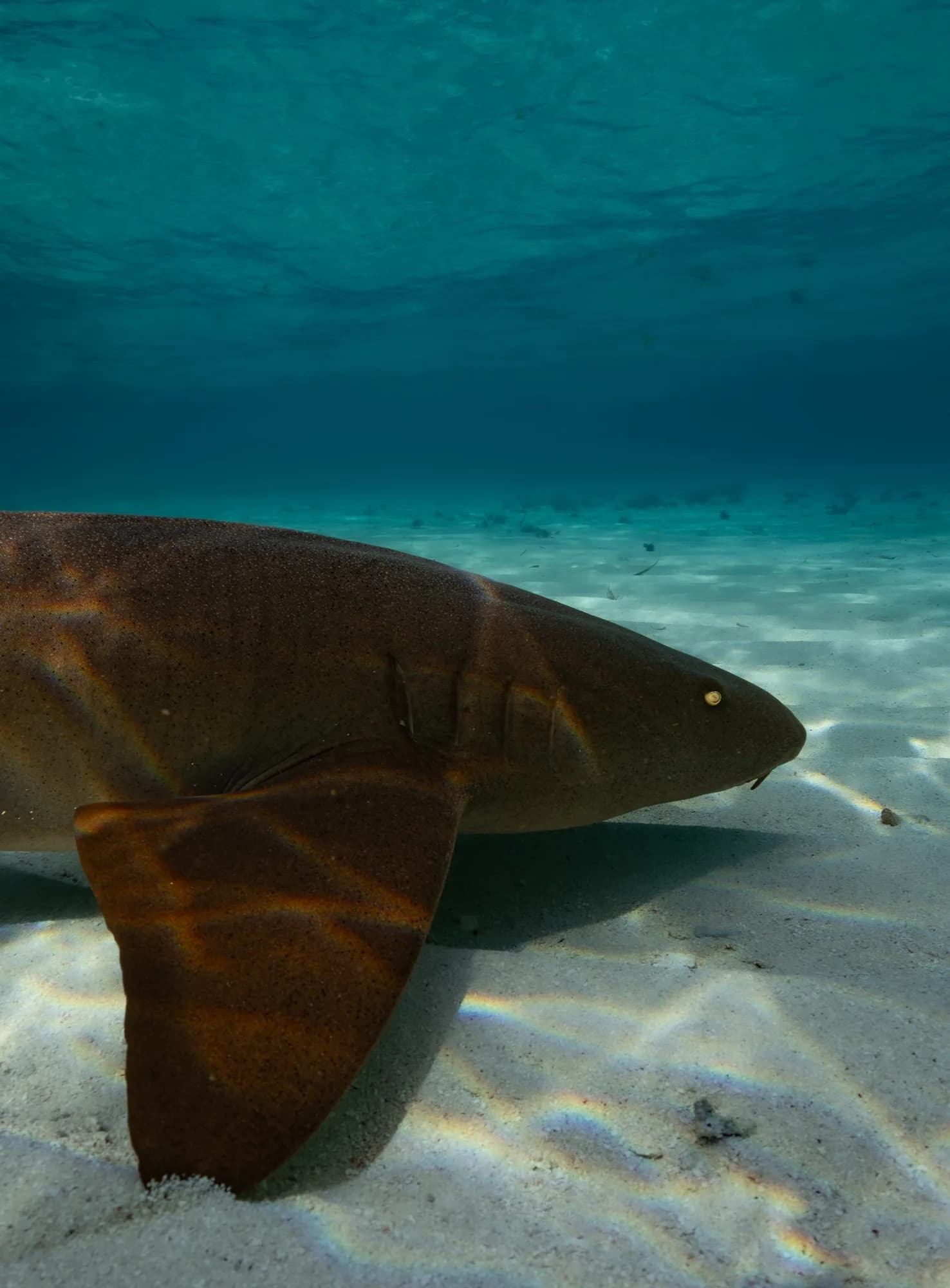 Underwater photography, at Honduras, (December 2025)
