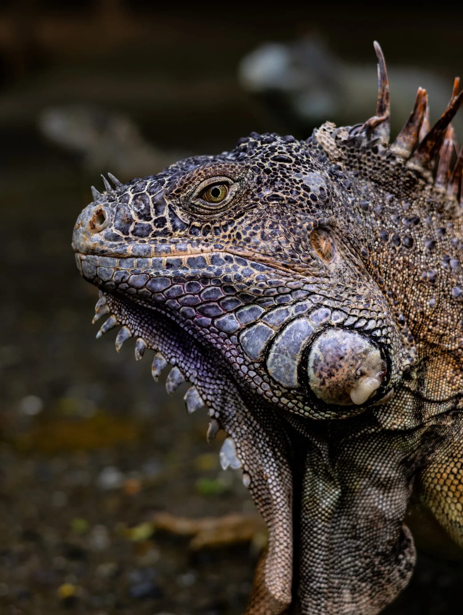 Underwater photography, at Honduras, (December 2025)