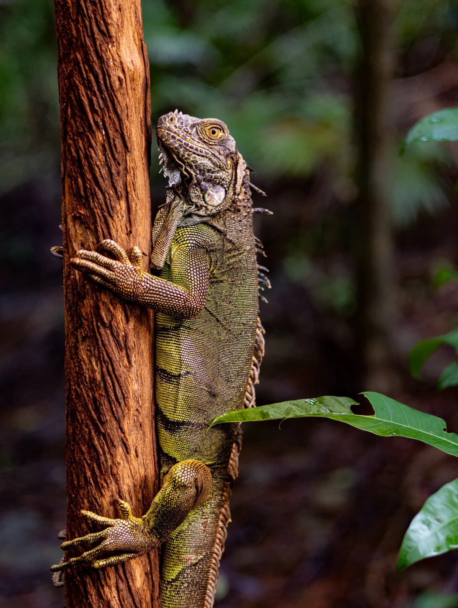 Underwater photography, at Honduras, (December 2025)