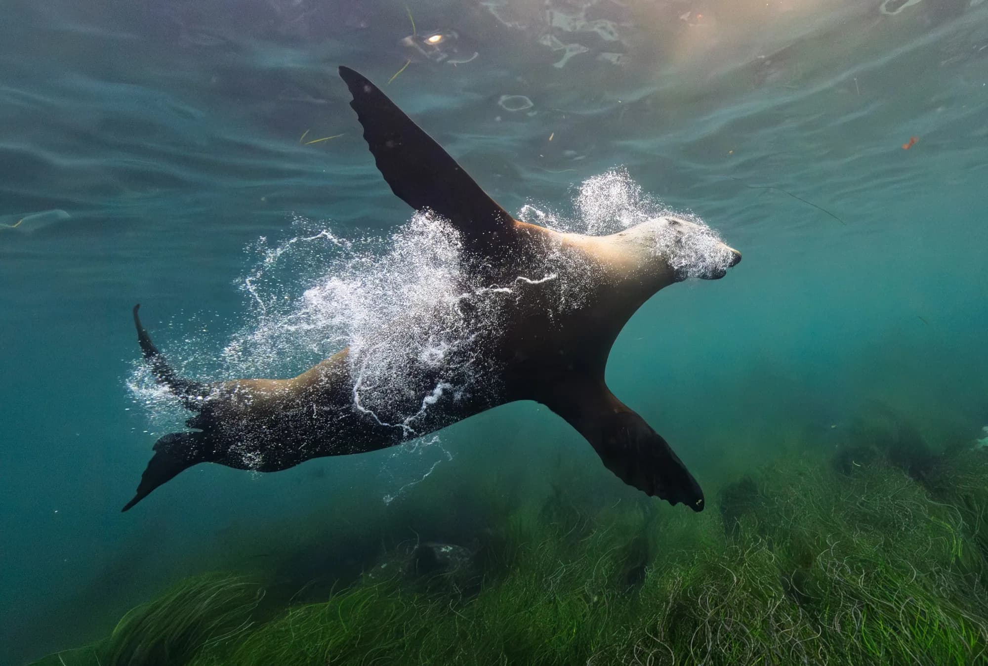 Underwater photography, at La Jolla, (December 2025)
