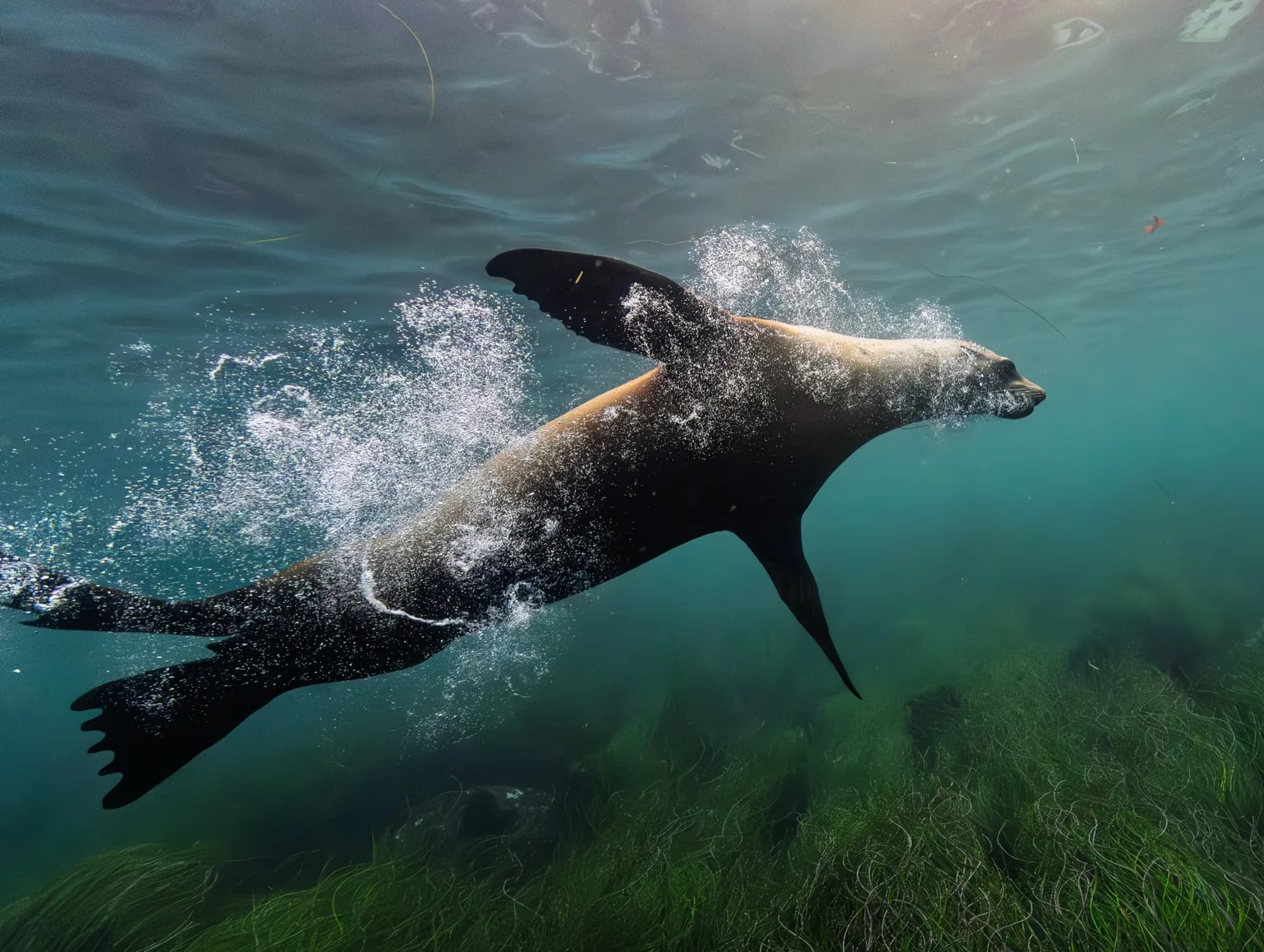 Underwater photography, at La Jolla, (December 2025)