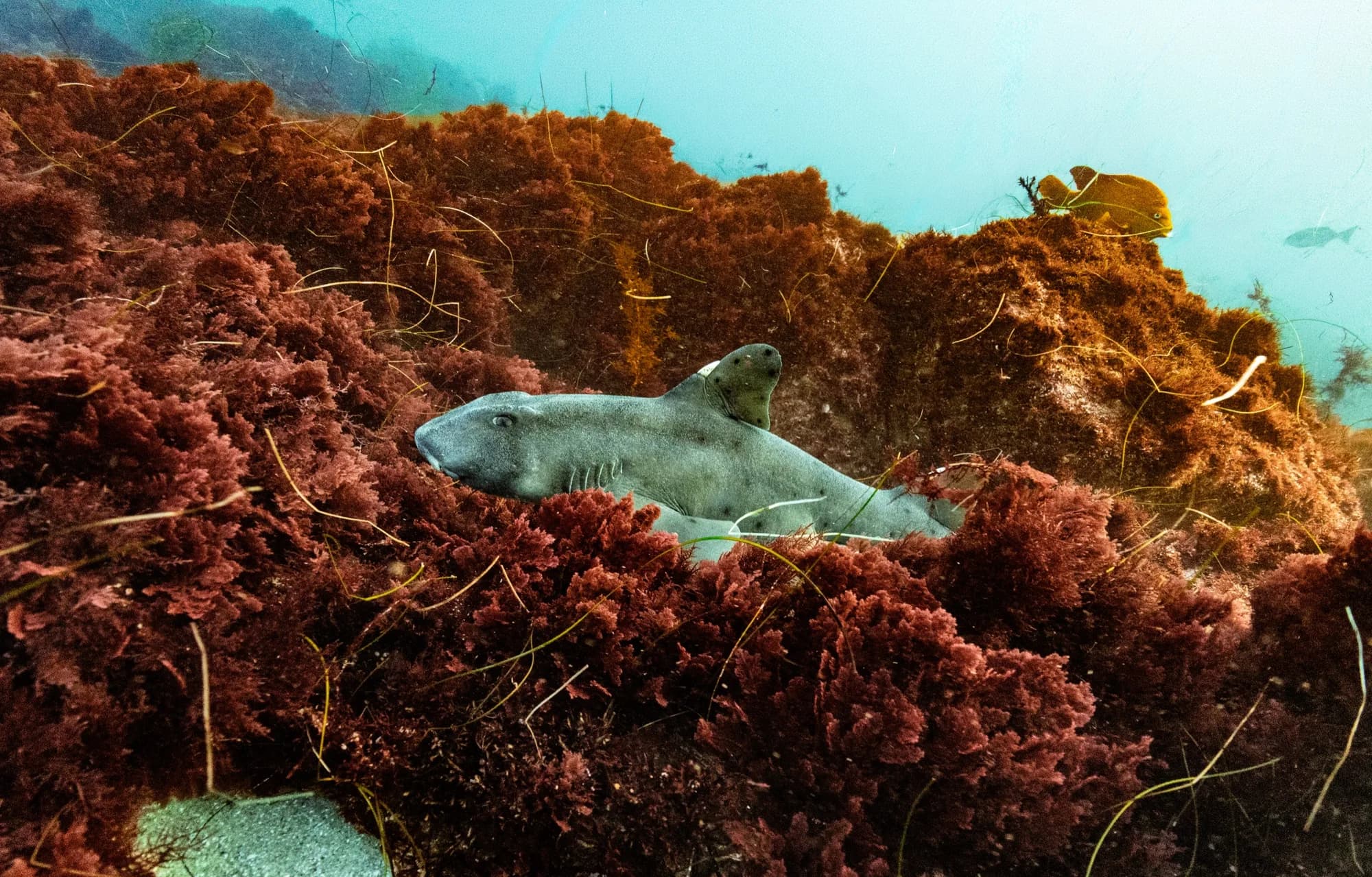 Underwater photography, at La Jolla, (January 2026)
