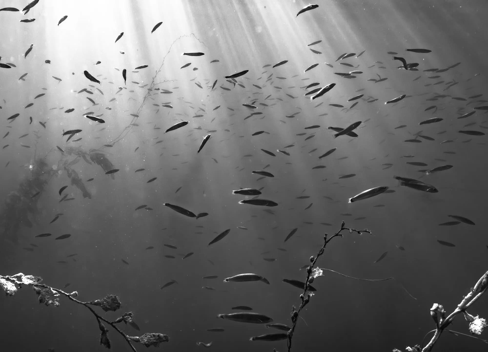Underwater photography, at La Jolla, (December 2025)