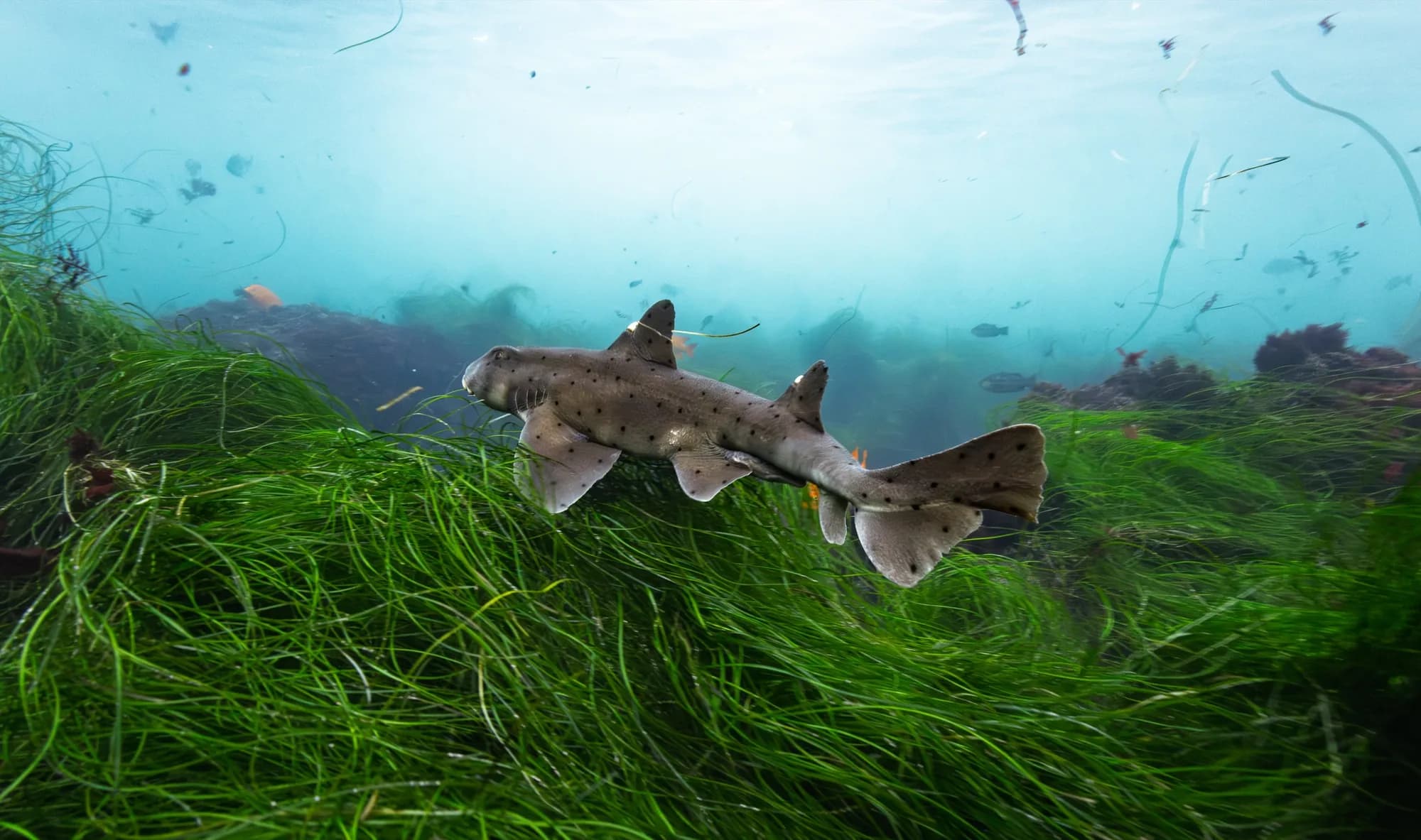 Underwater photography, at La Jolla, (January 2026)