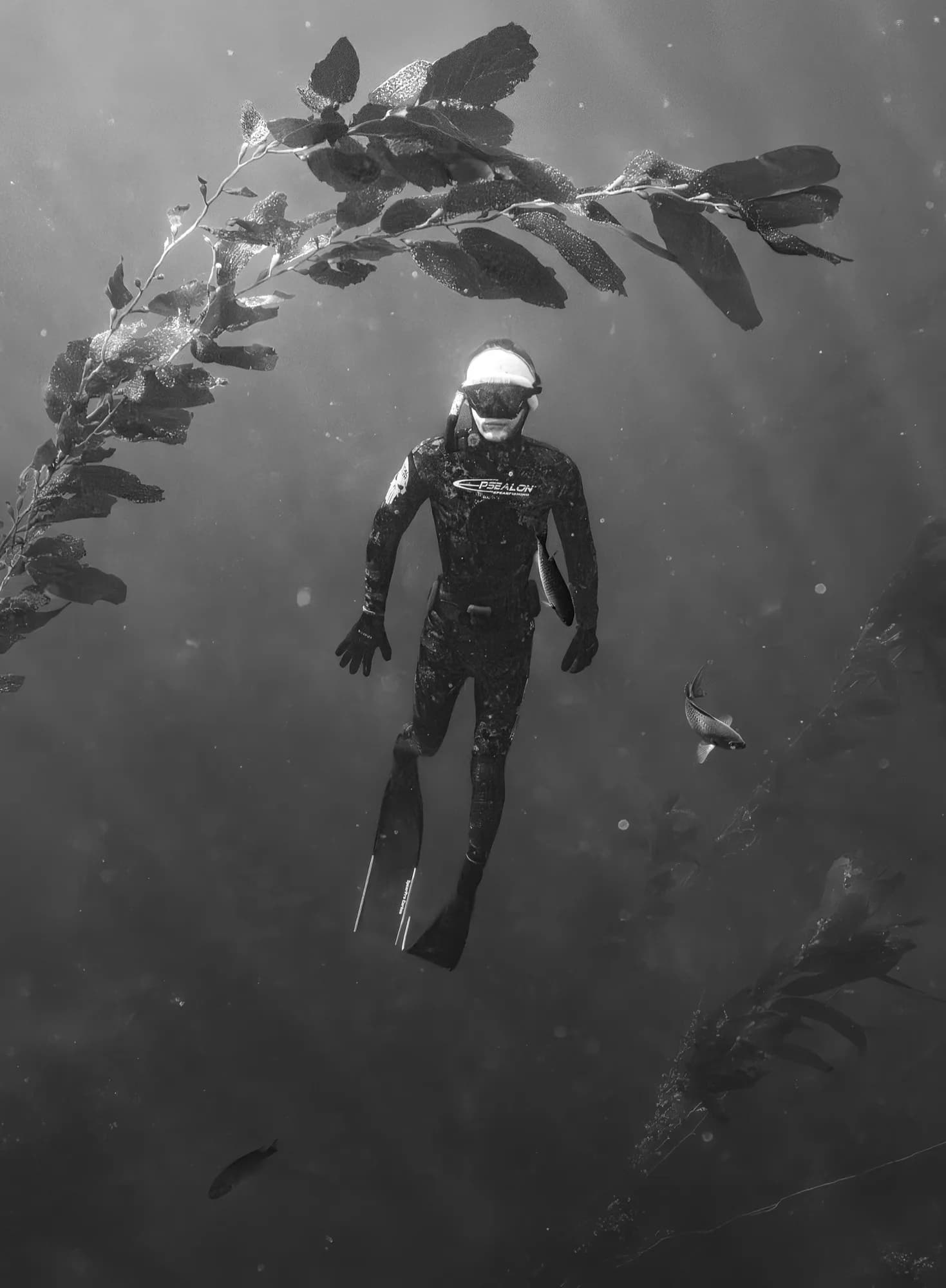 Underwater photography, at La Jolla, (December 2025)