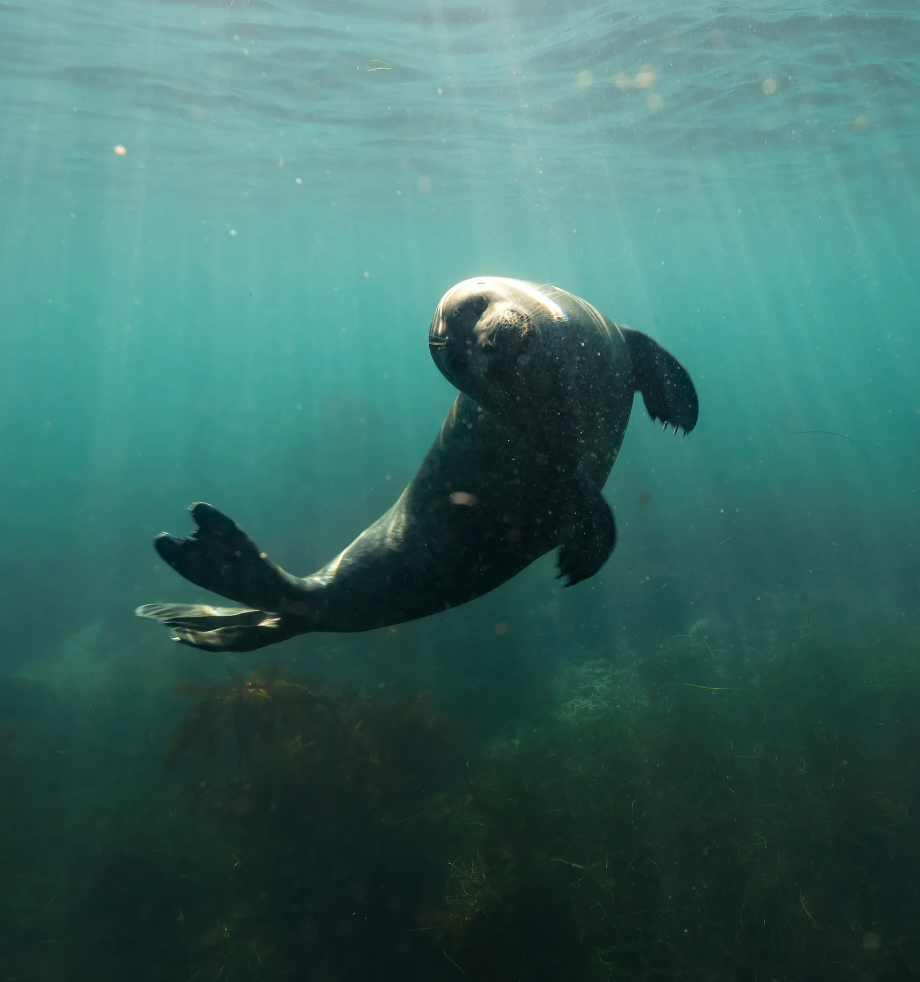 Underwater photography, at La Jolla, (December 2025)