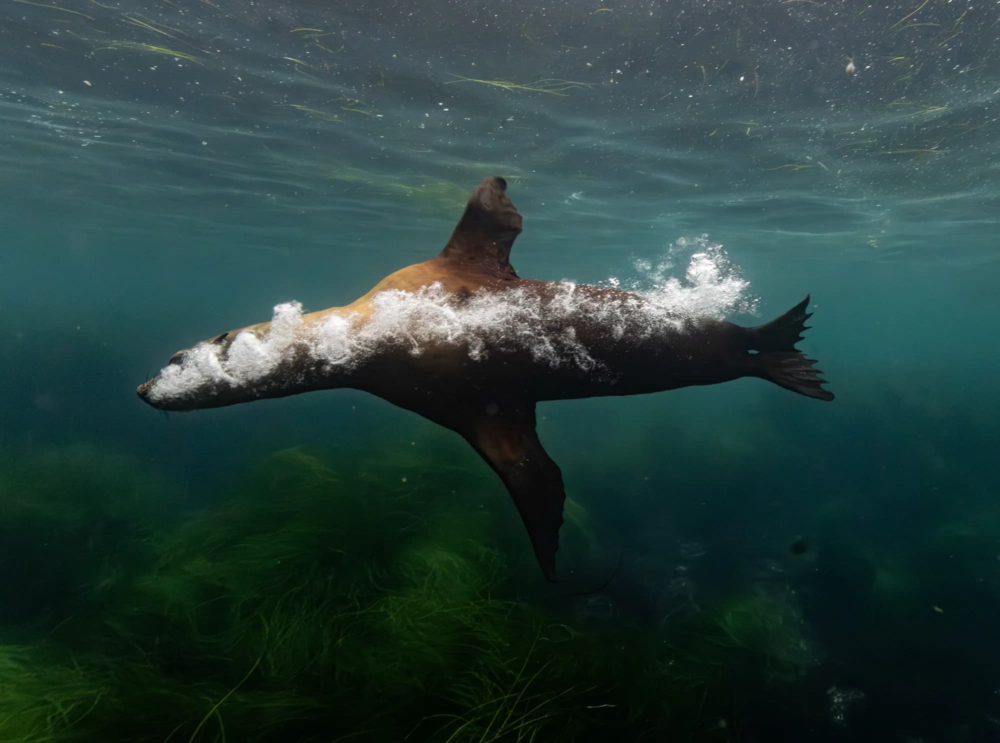 Underwater photography, at La Jolla, (December 2025)