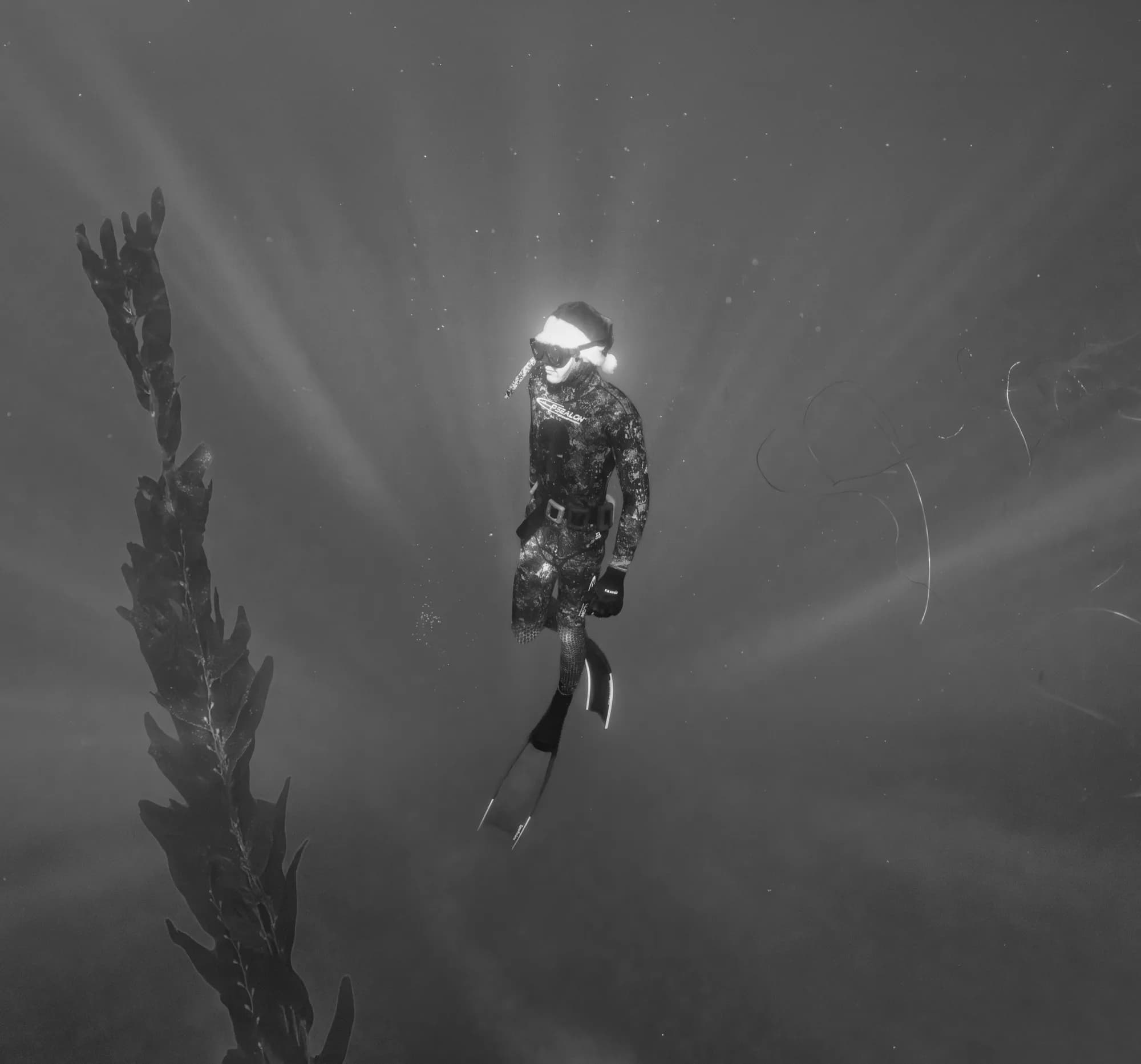 Underwater photography, at La Jolla, (December 2025)