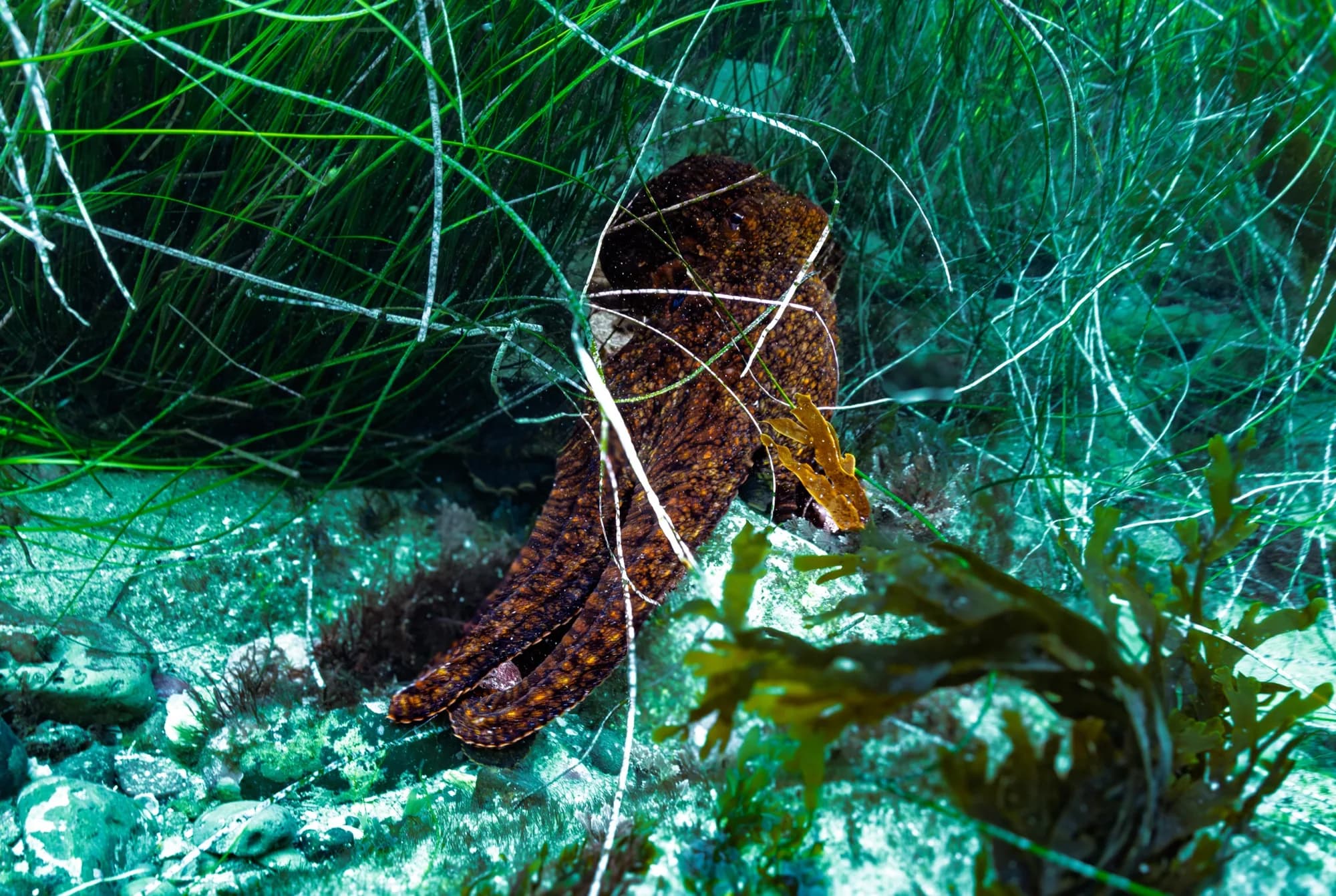 Underwater photography, at La Jolla, (January 2026)