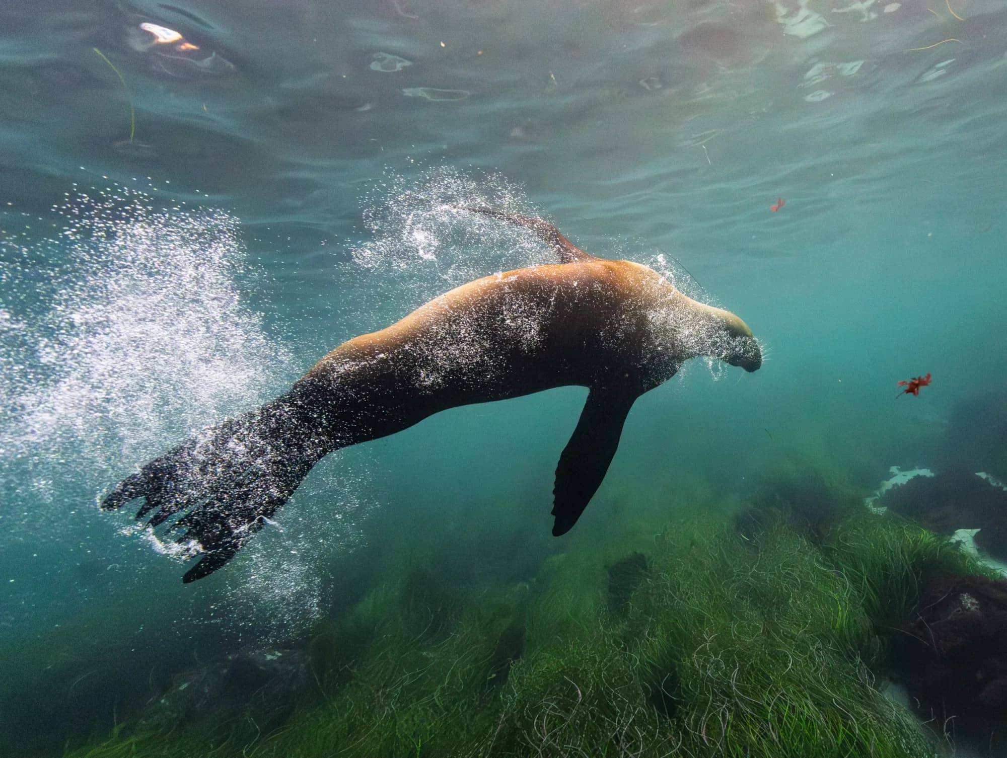 Marine life, at La Jolla, (December 2025)