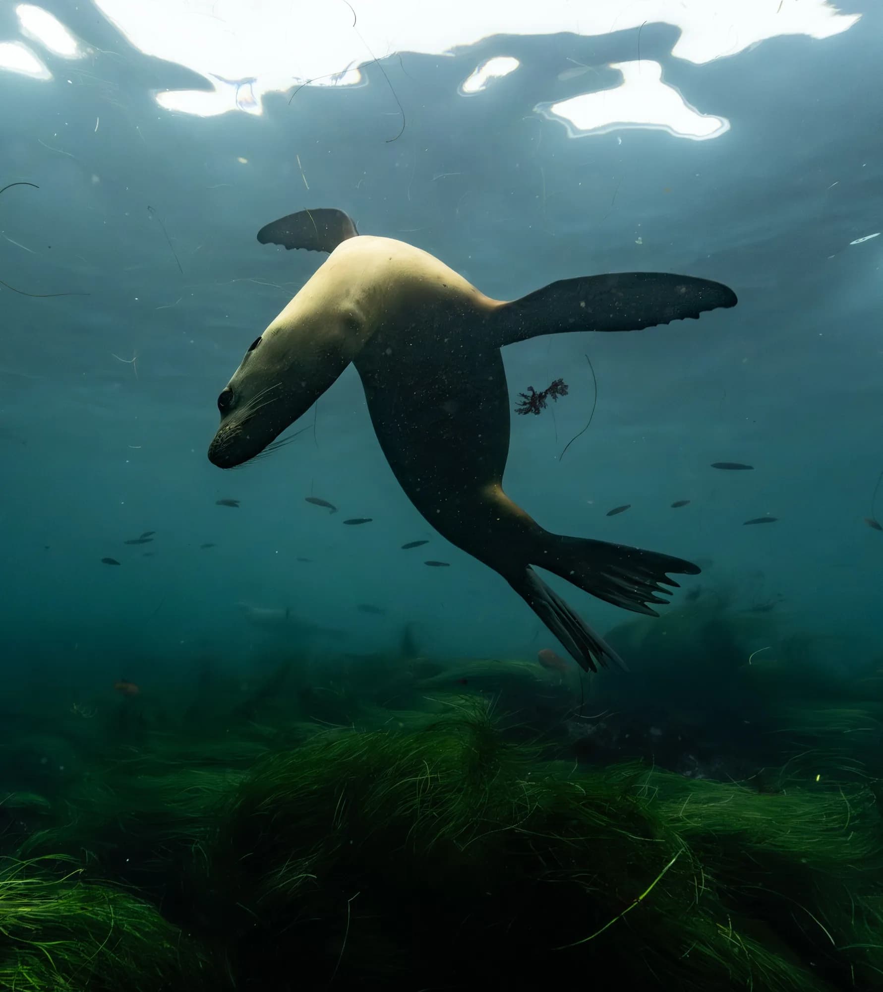 Underwater photography, at La Jolla, (December 2025)