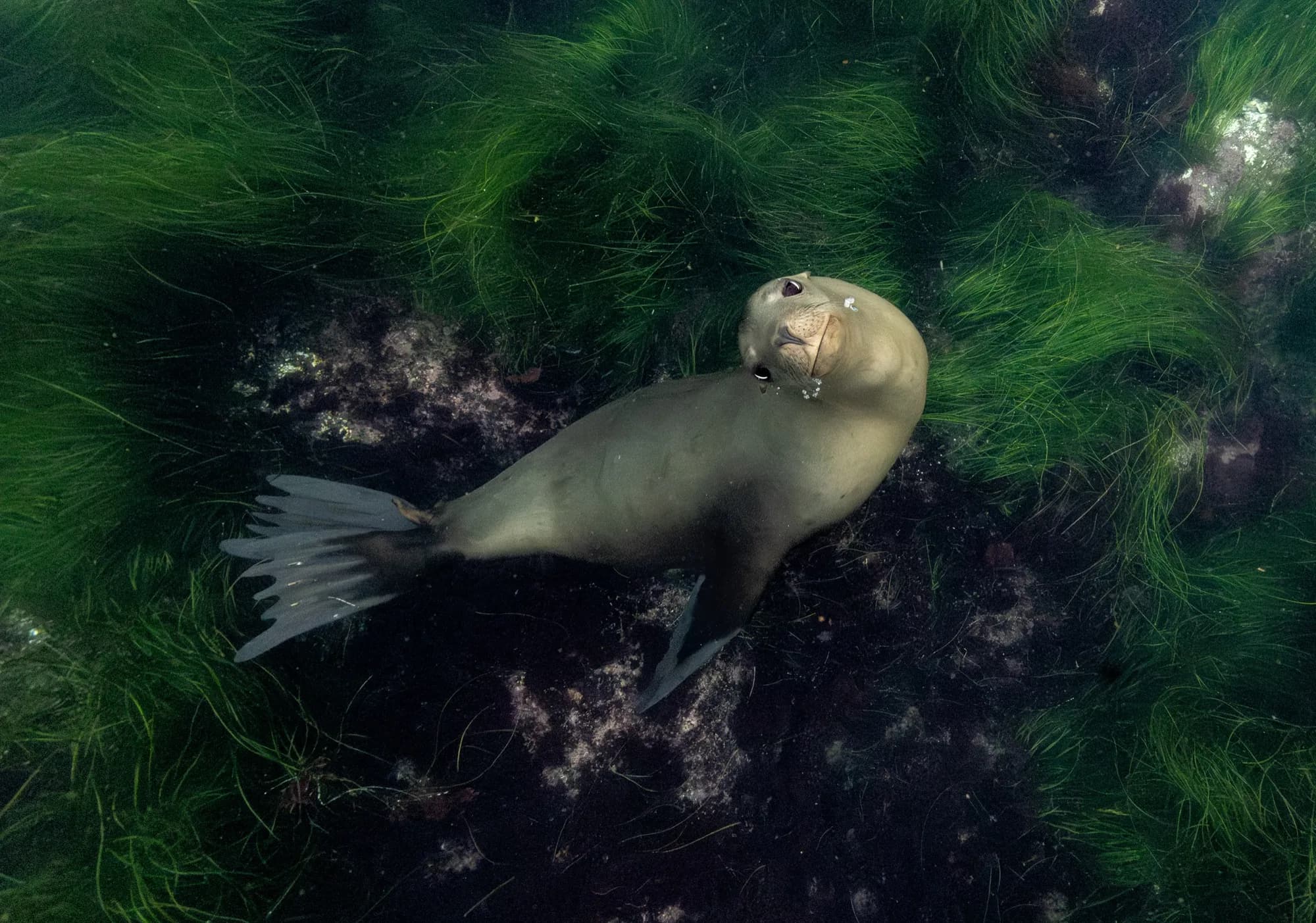 Underwater photography, at La Jolla, (December 2025)