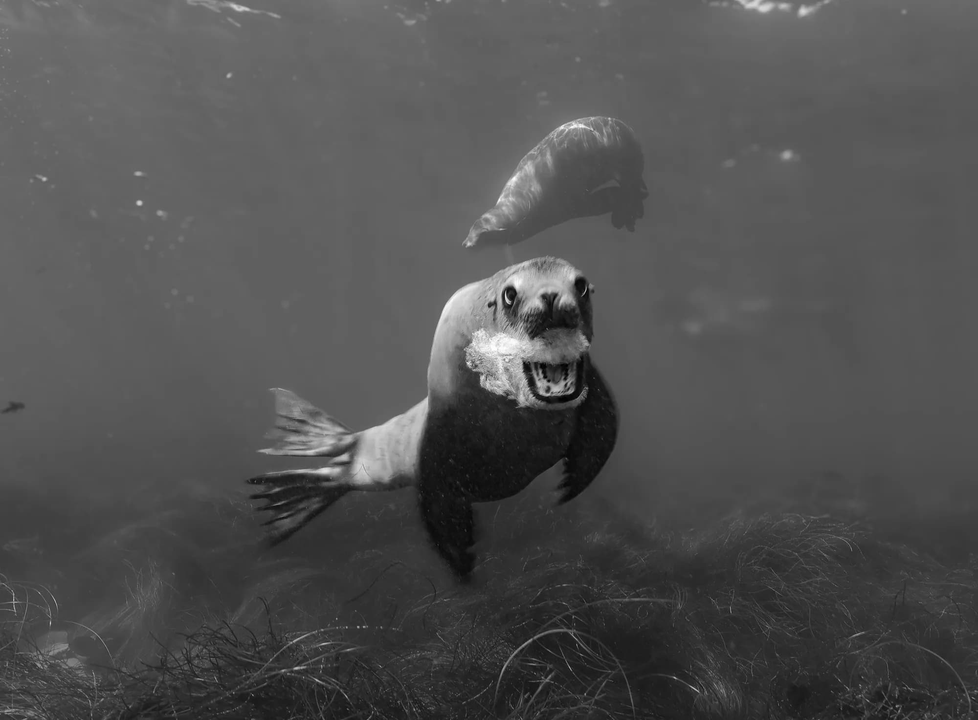 Underwater photography, at La Jolla, (December 2025)