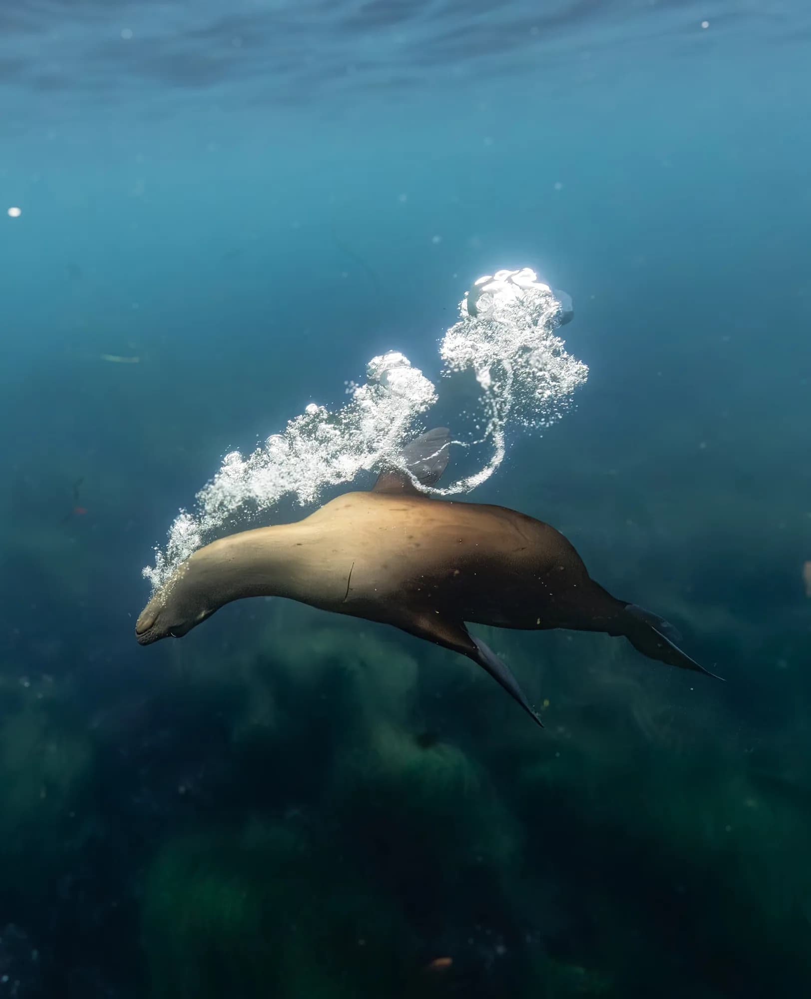 Underwater photography, at La Jolla, (December 2025)
